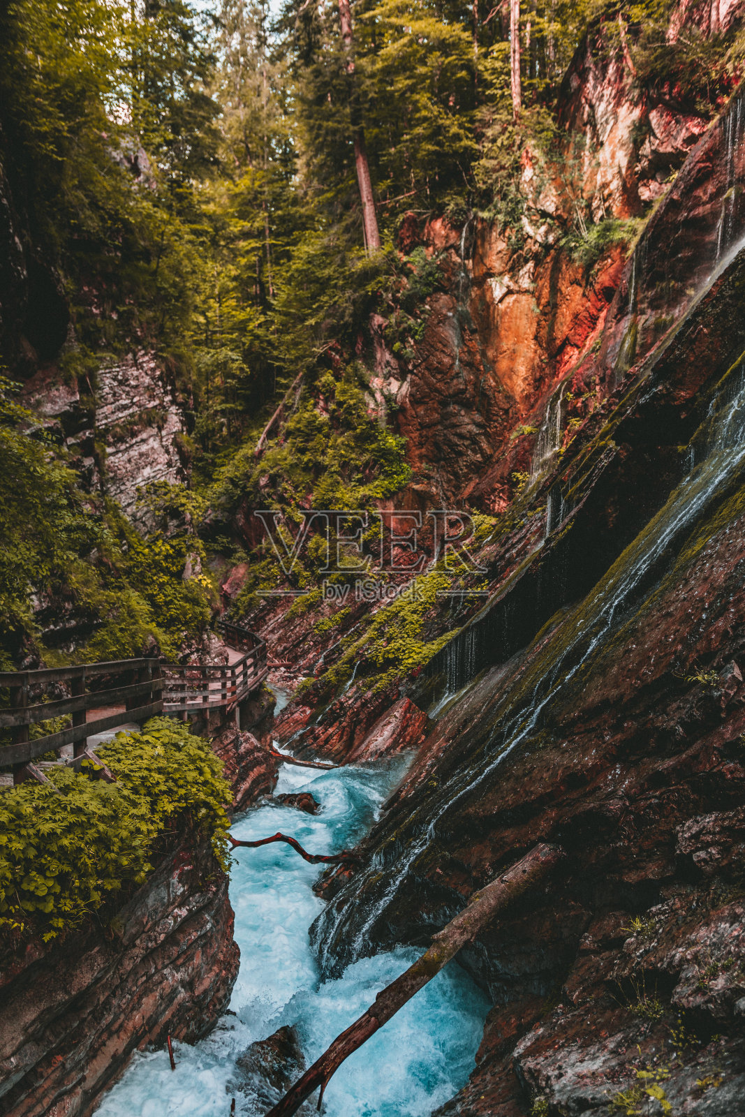 森林中的河流照片摄影图片
