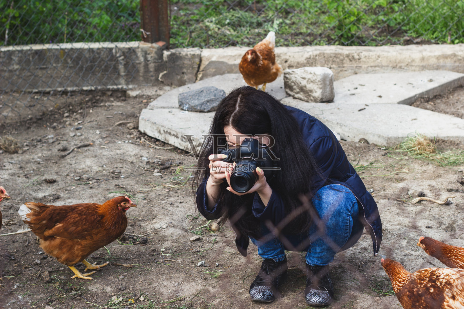 小女孩在农场拍摄母鸡照片摄影图片