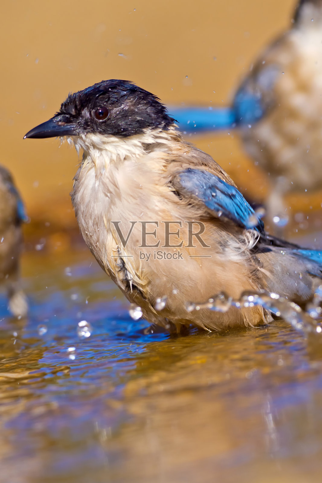 蓝翼喜鹊，地中海森林，西班牙照片摄影图片