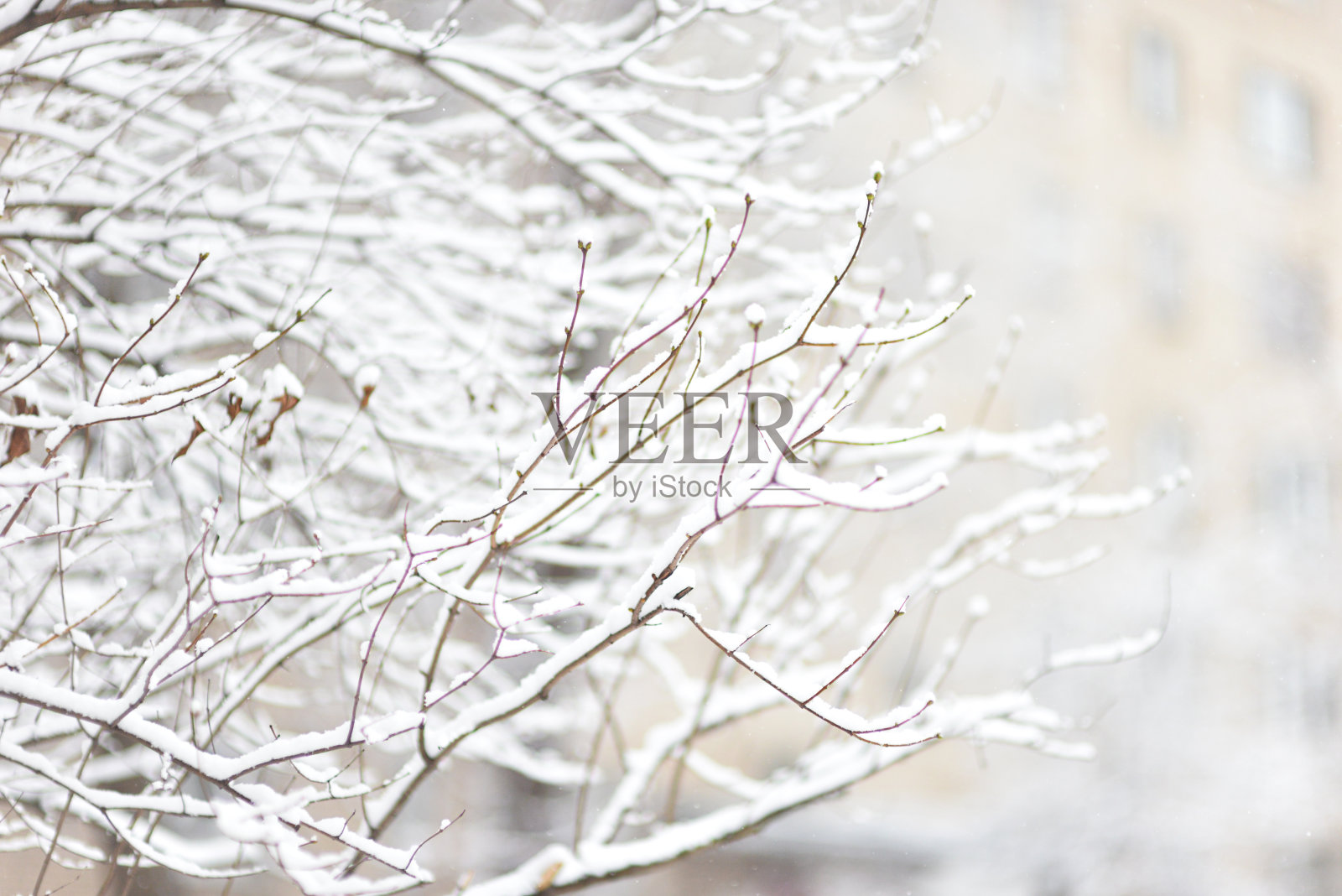 树枝上的雪在白色的背景上模糊了照片摄影图片