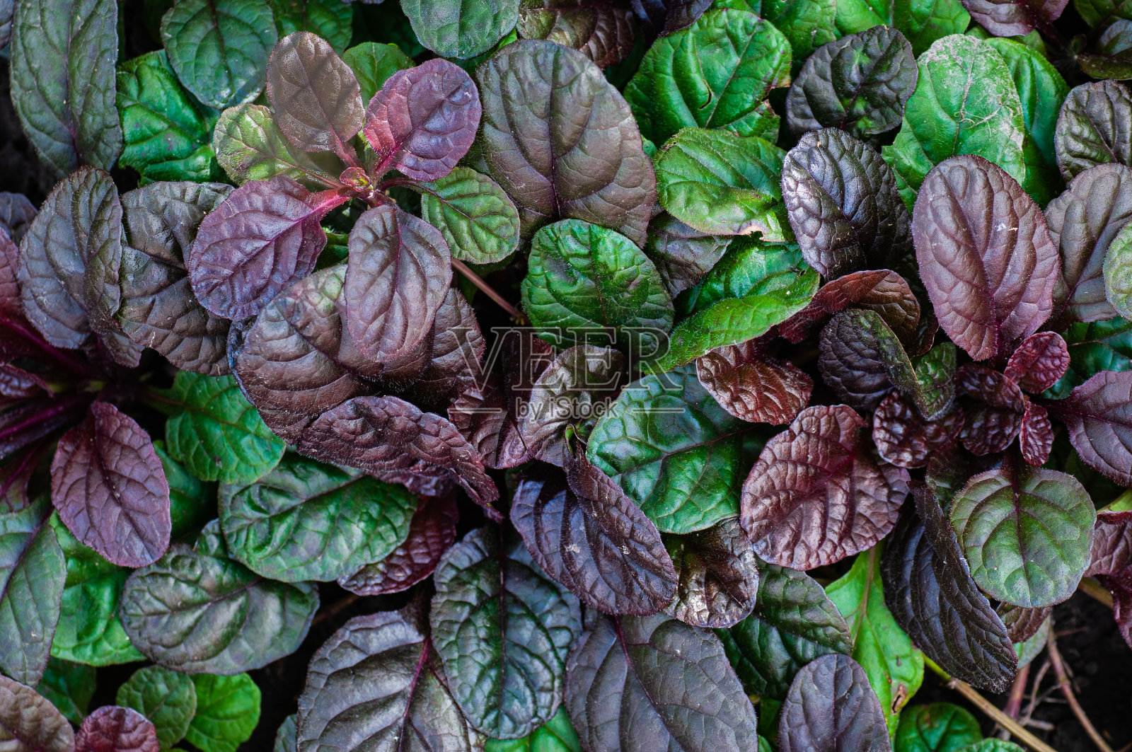 阳光下农田里的食用苋菜幼苗照片摄影图片