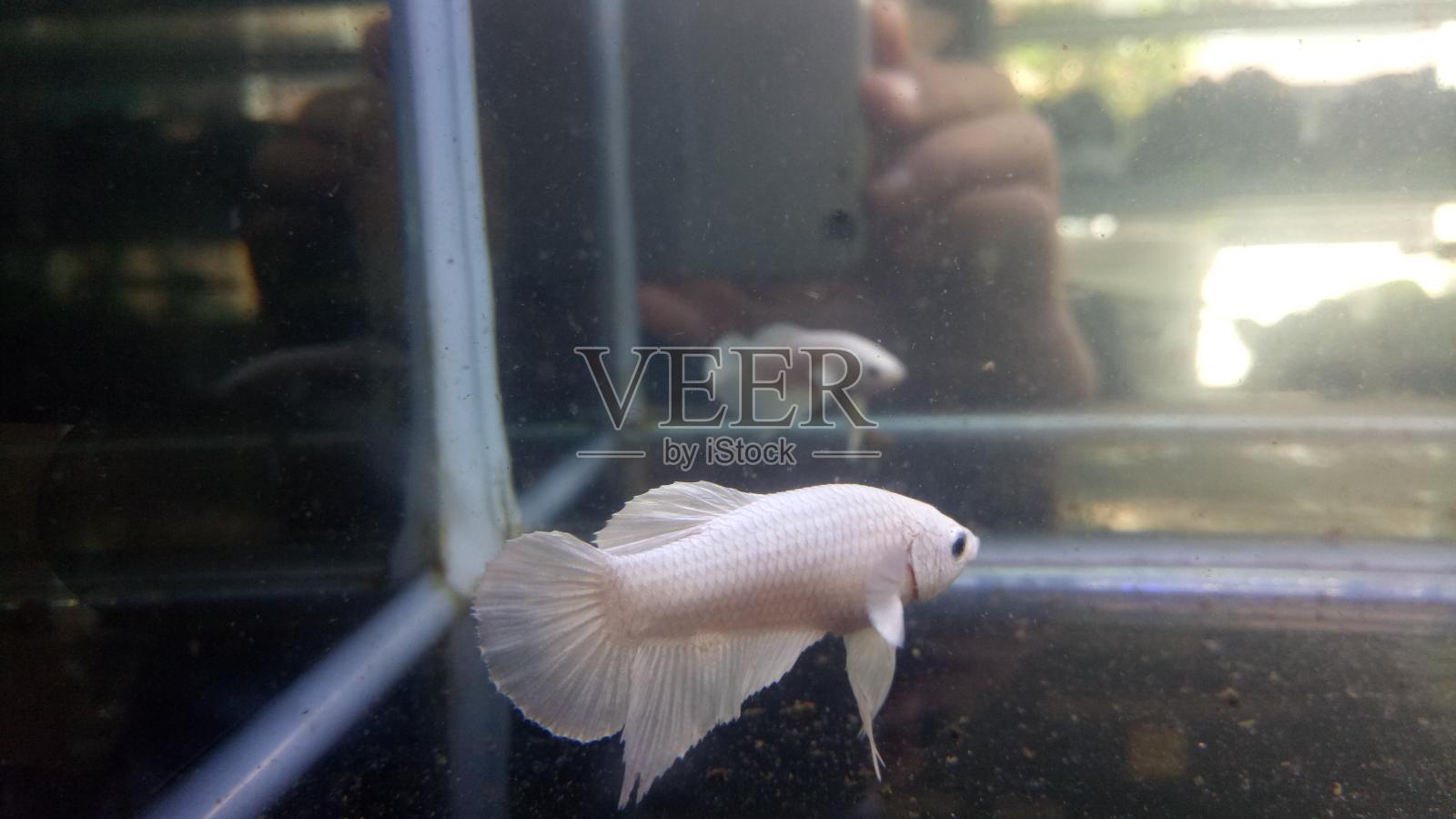 Betta白色白金HMPK半月海报女性或海报战斗鱼Splendens在水族馆背景。照片摄影图片