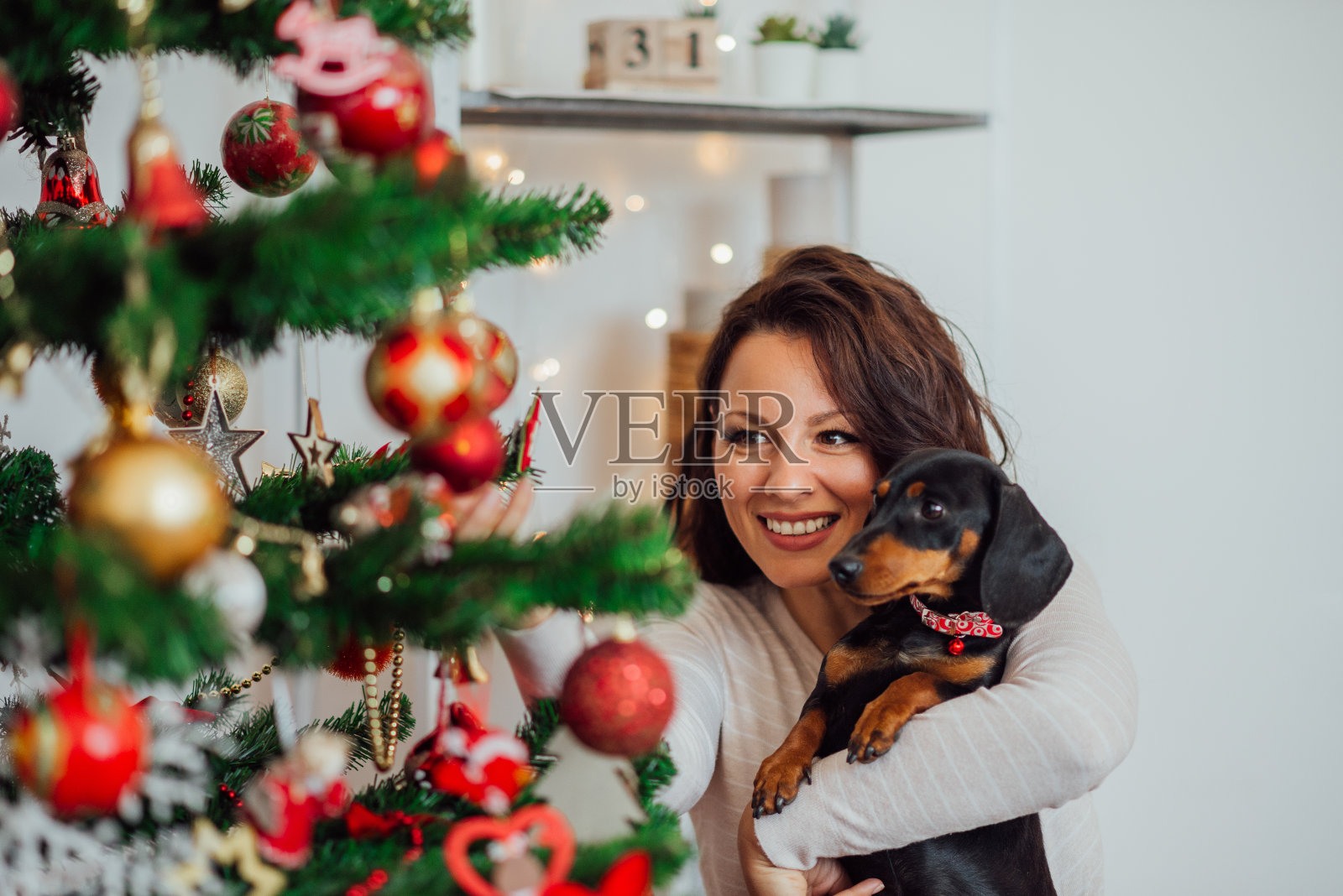 在家圣诞快乐。快乐的女人抱着她的狗靠近装饰过的圣诞树。照片摄影图片