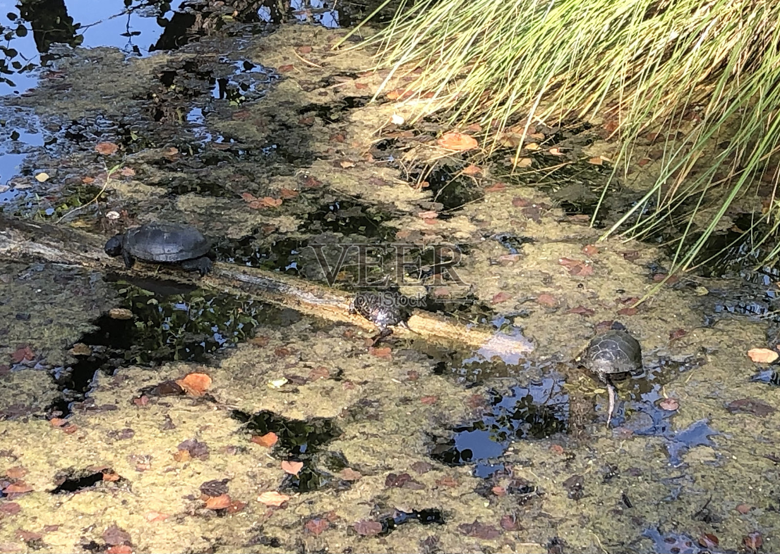 海龟照片摄影图片