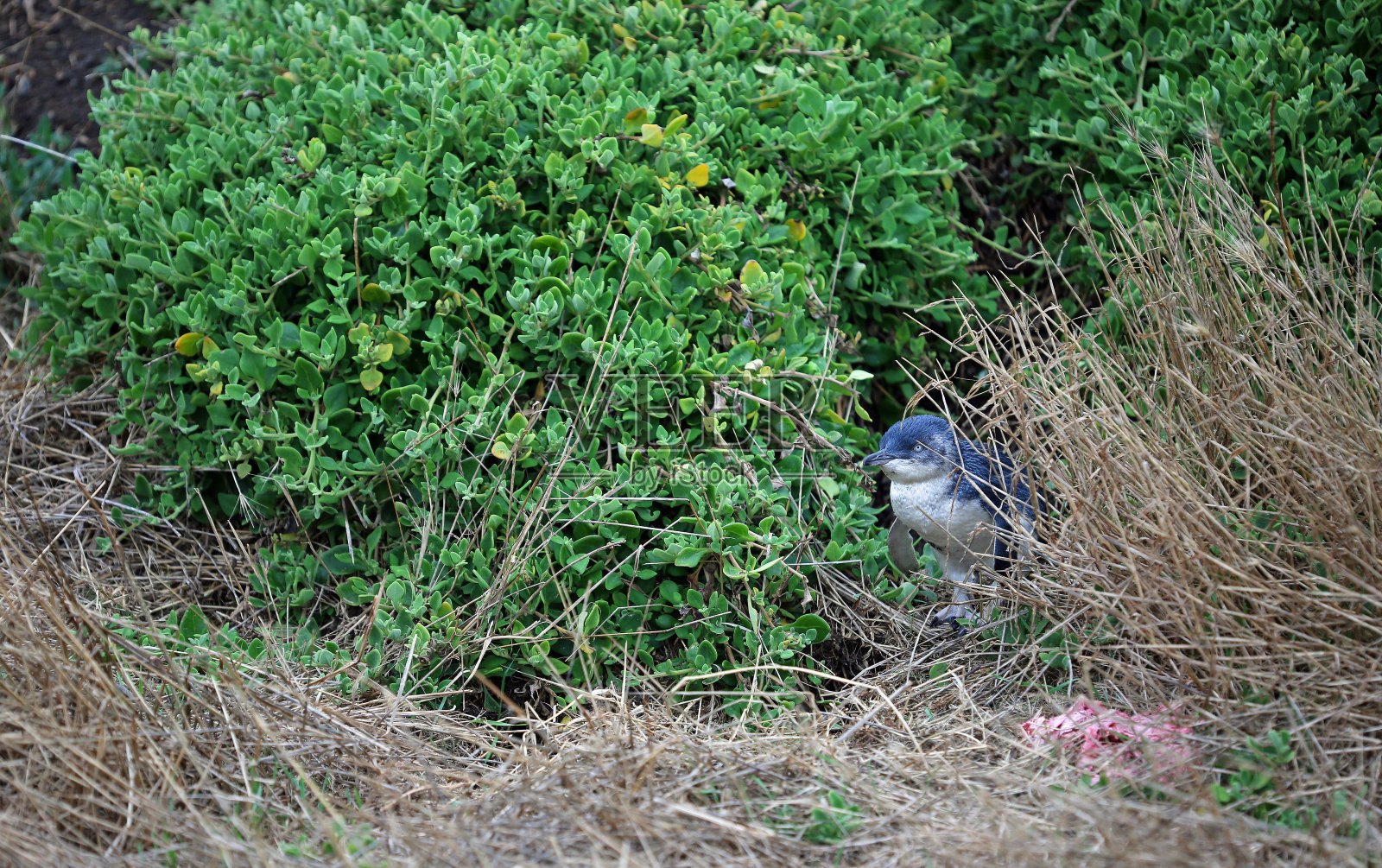 小蓝企鹅躲起来了照片摄影图片