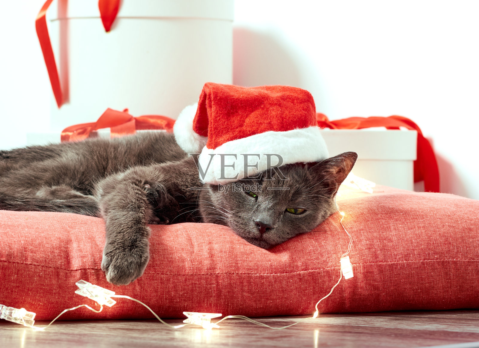 戴着圣诞老人帽子的猫照片摄影图片