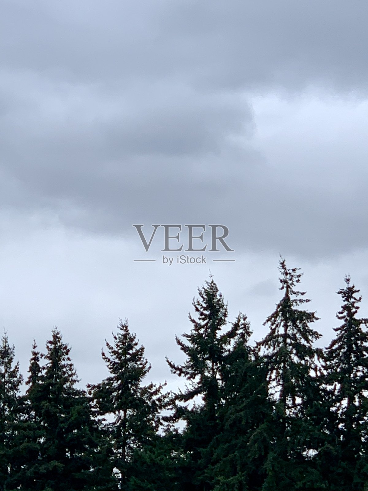 阴霾的天空常青树照片摄影图片