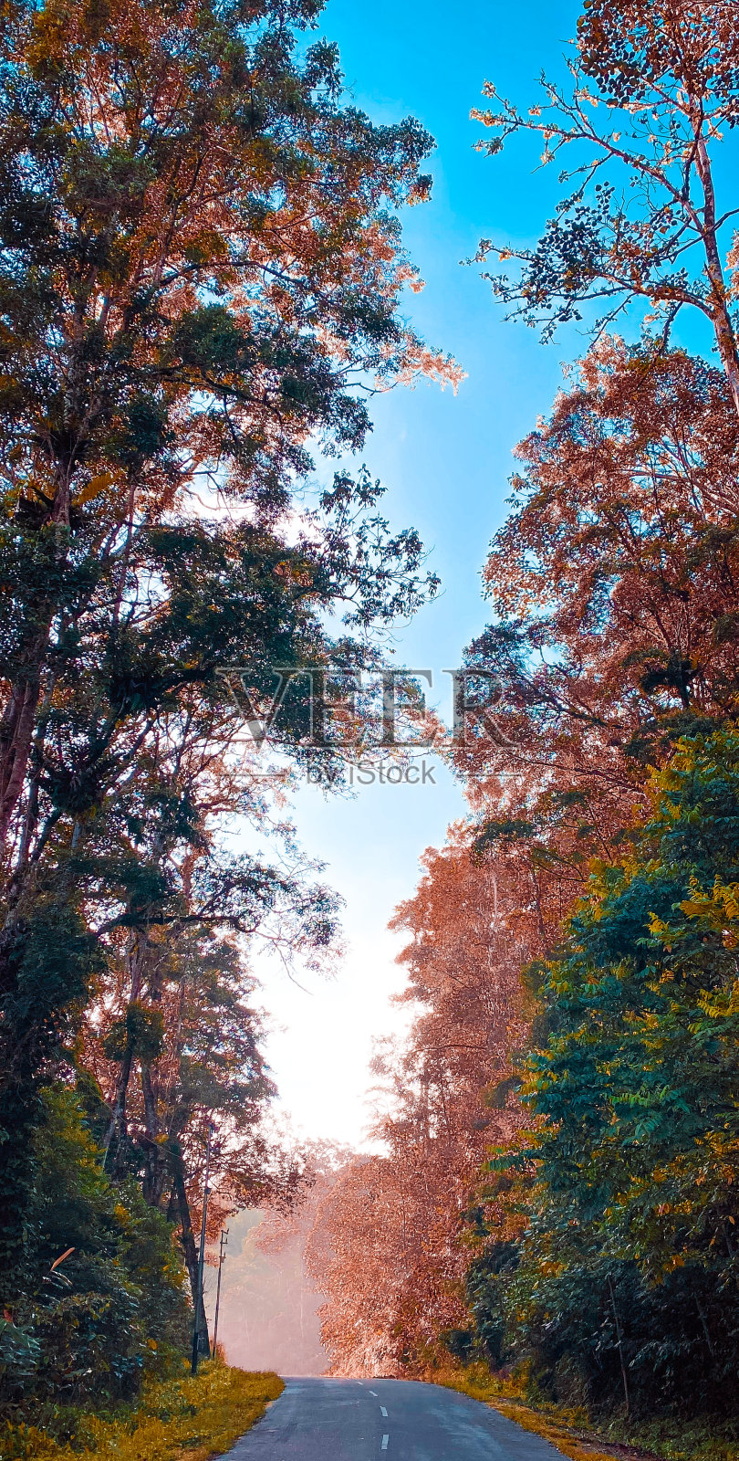 路,森林,照片摄影图片