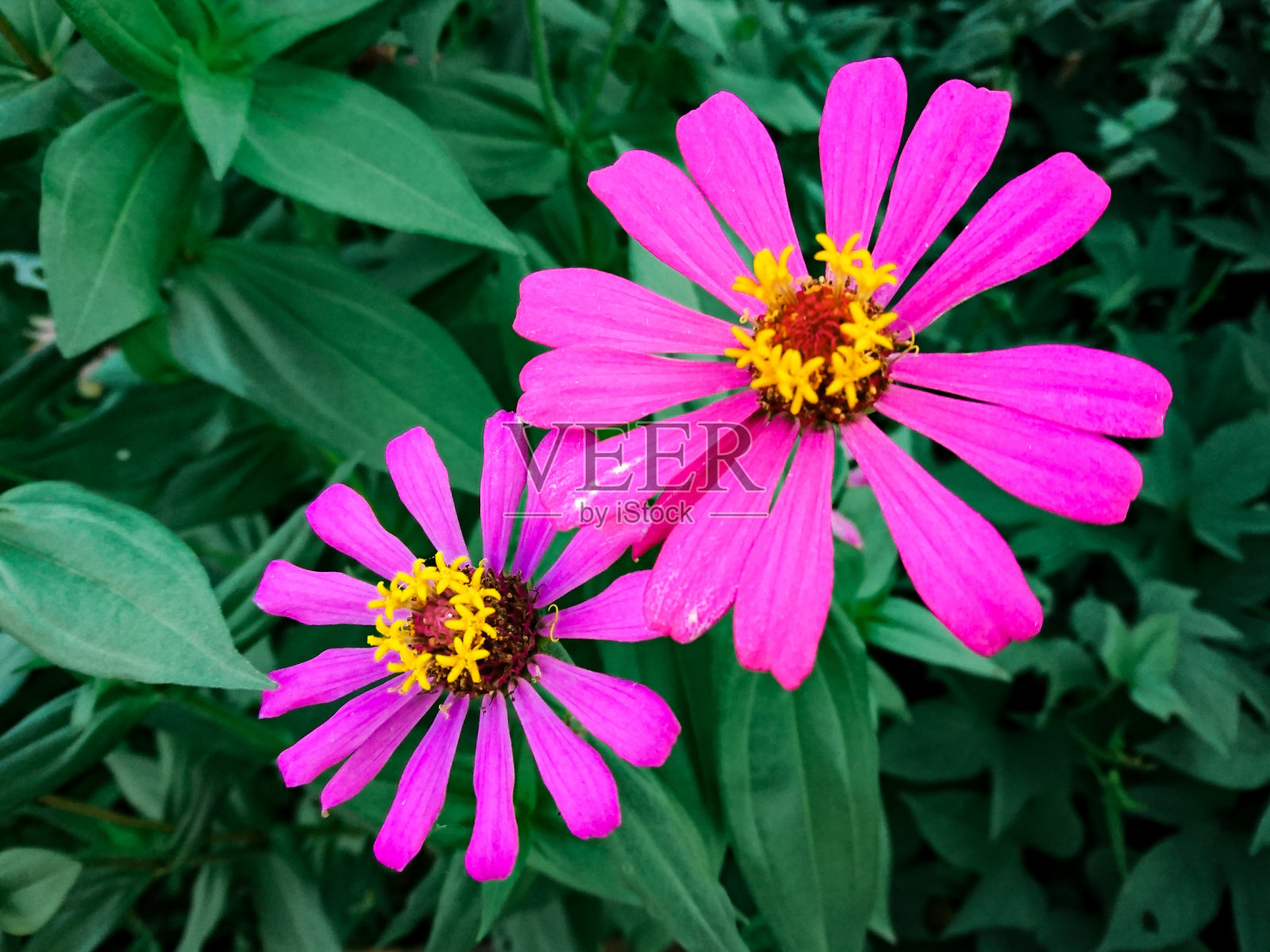 花照片摄影图片