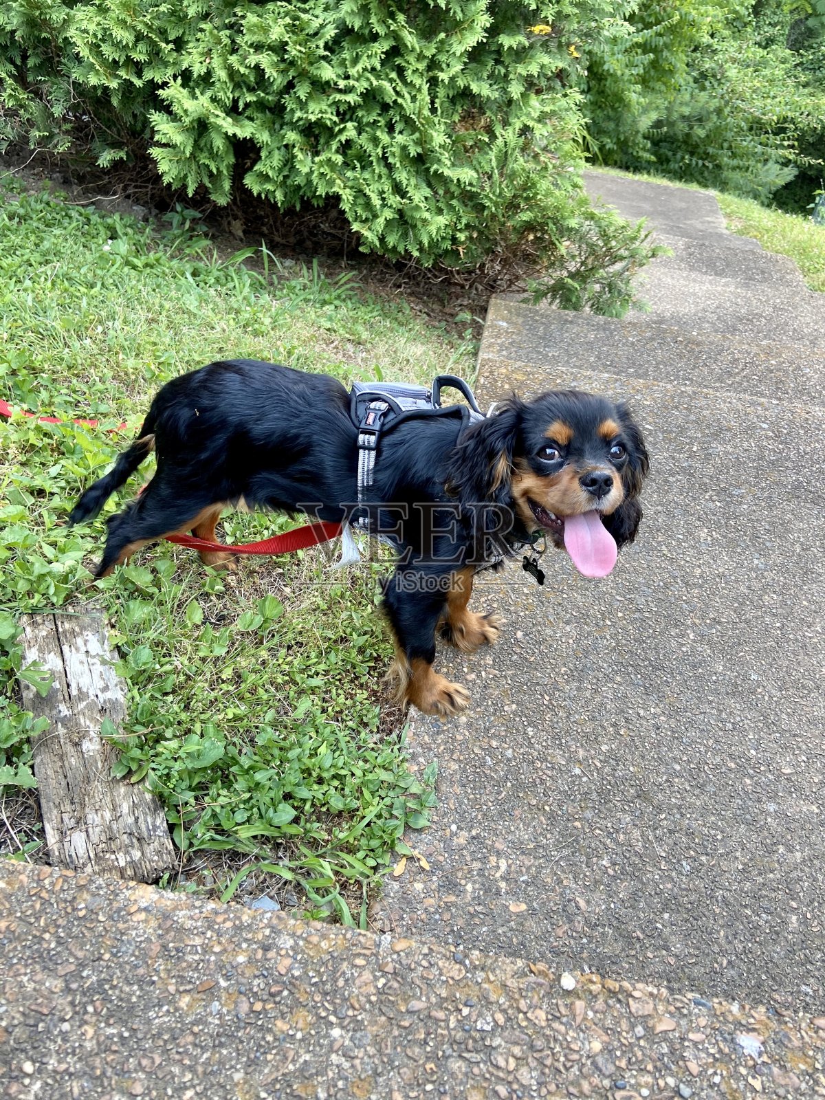 快乐的骑士国王查尔斯猎犬照片摄影图片