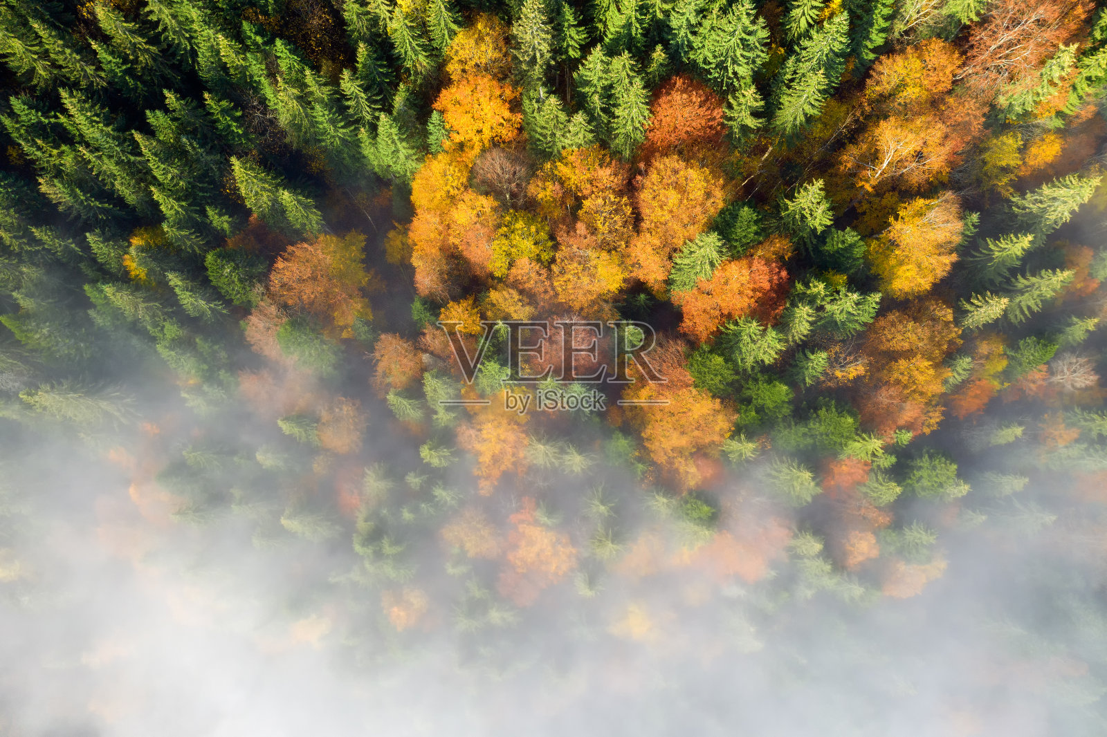 喀尔巴阡山脉的五彩秋日清晨。Sokilsky脊，乌克兰，欧洲..照片摄影图片