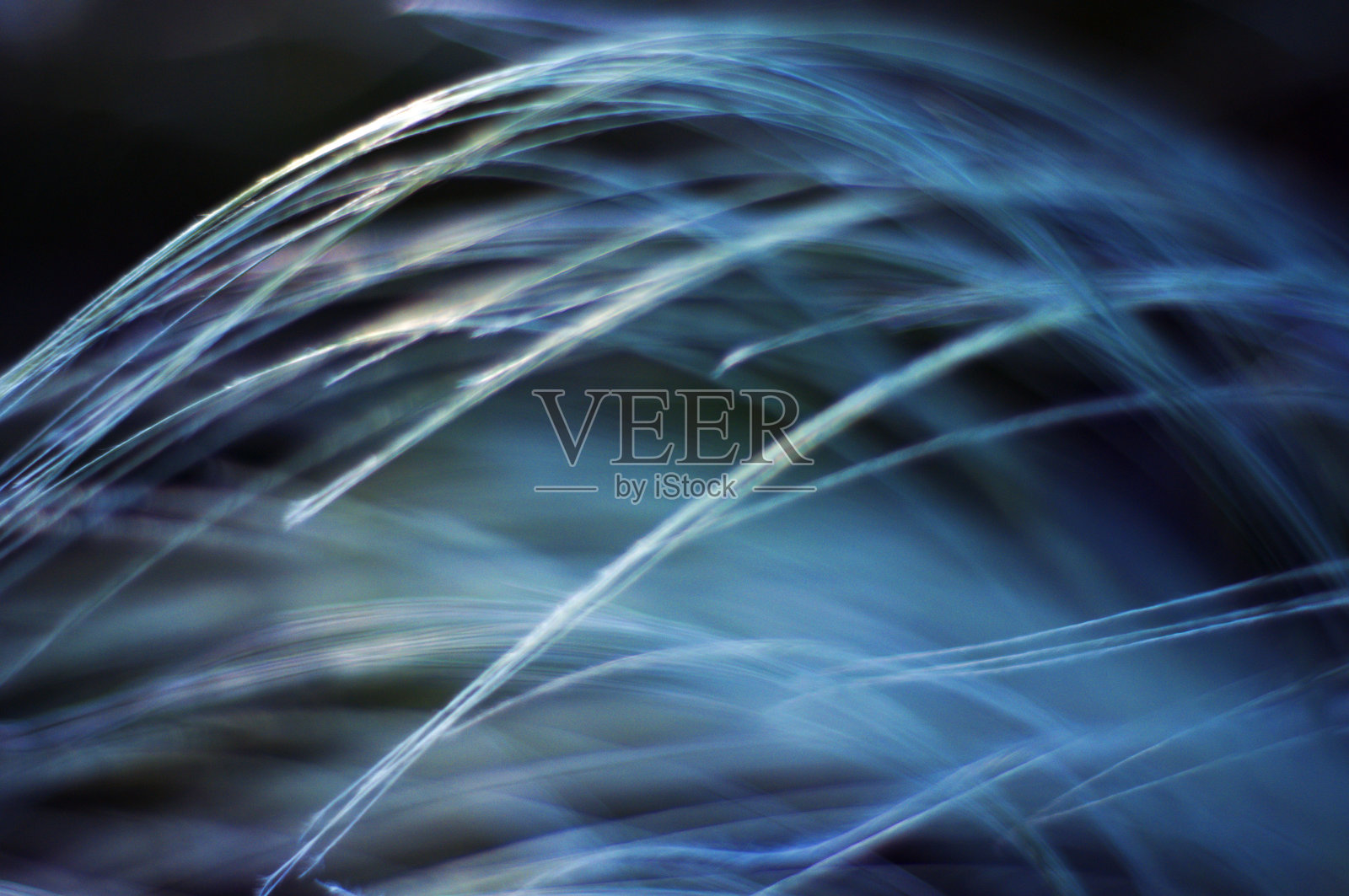 草原羽毛草特写。草原上的羽毛草。照片摄影图片