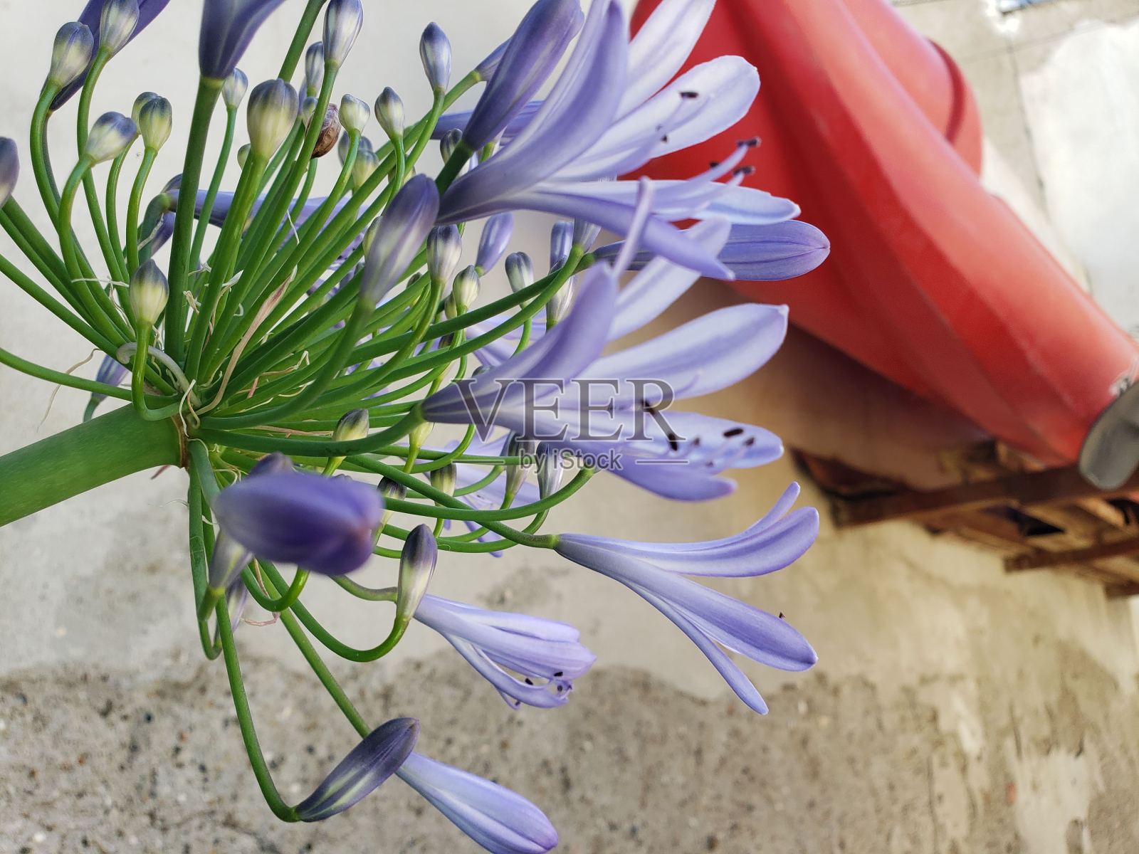 阿根廷巴塔哥尼亚动植物照片摄影图片