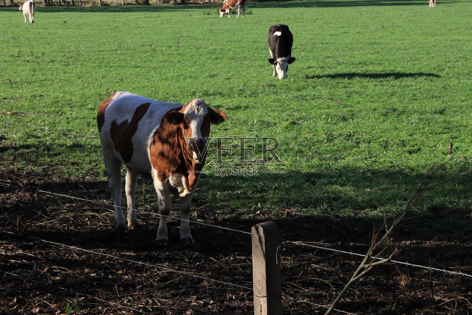 牛照片摄影图片