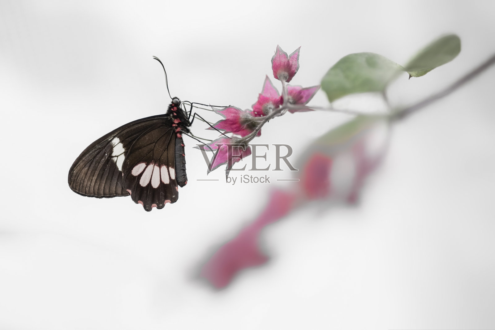 美丽的小邮差蝴蝶照片摄影图片