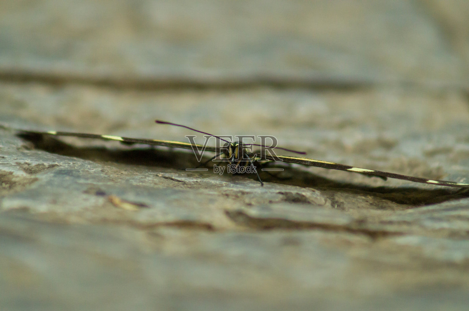 蝴蝶照片摄影图片