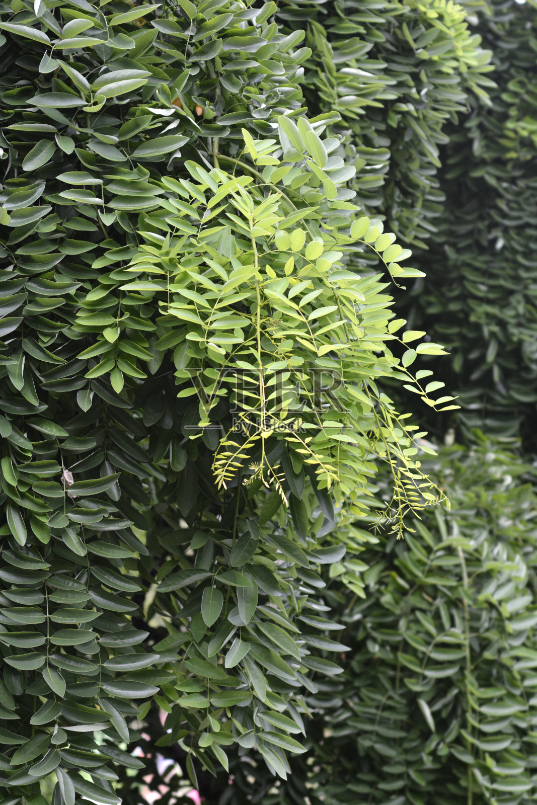 日本槐树照片摄影图片