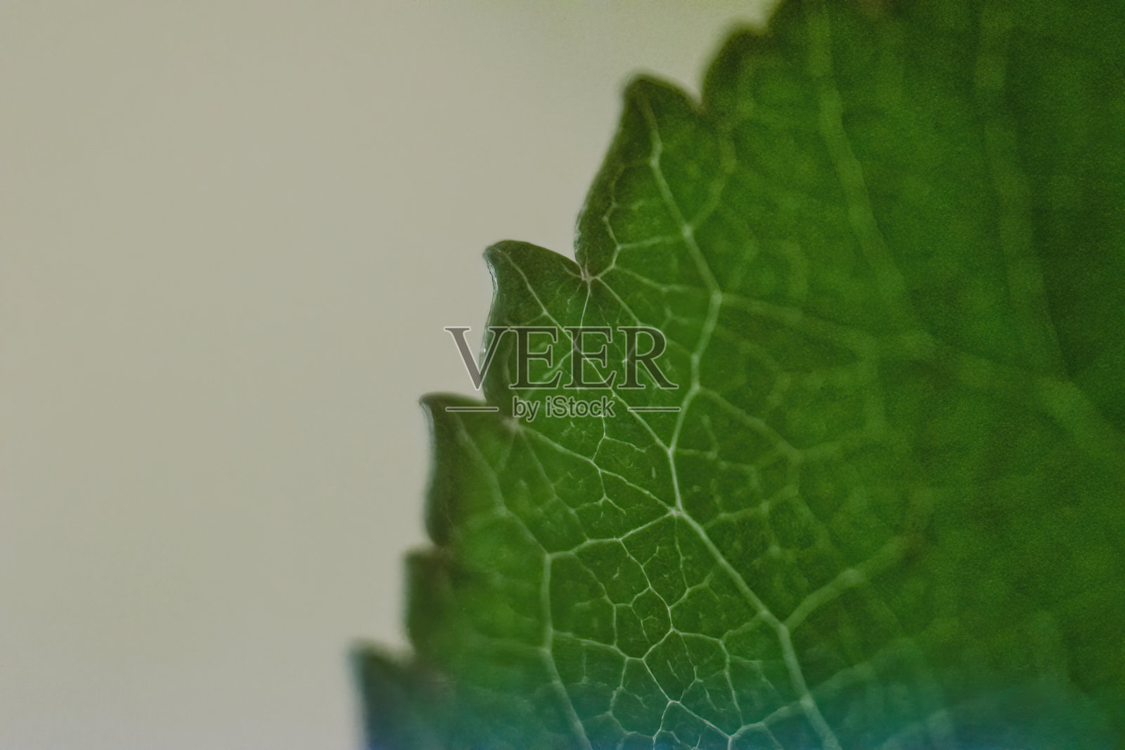 宏观照片照片摄影图片