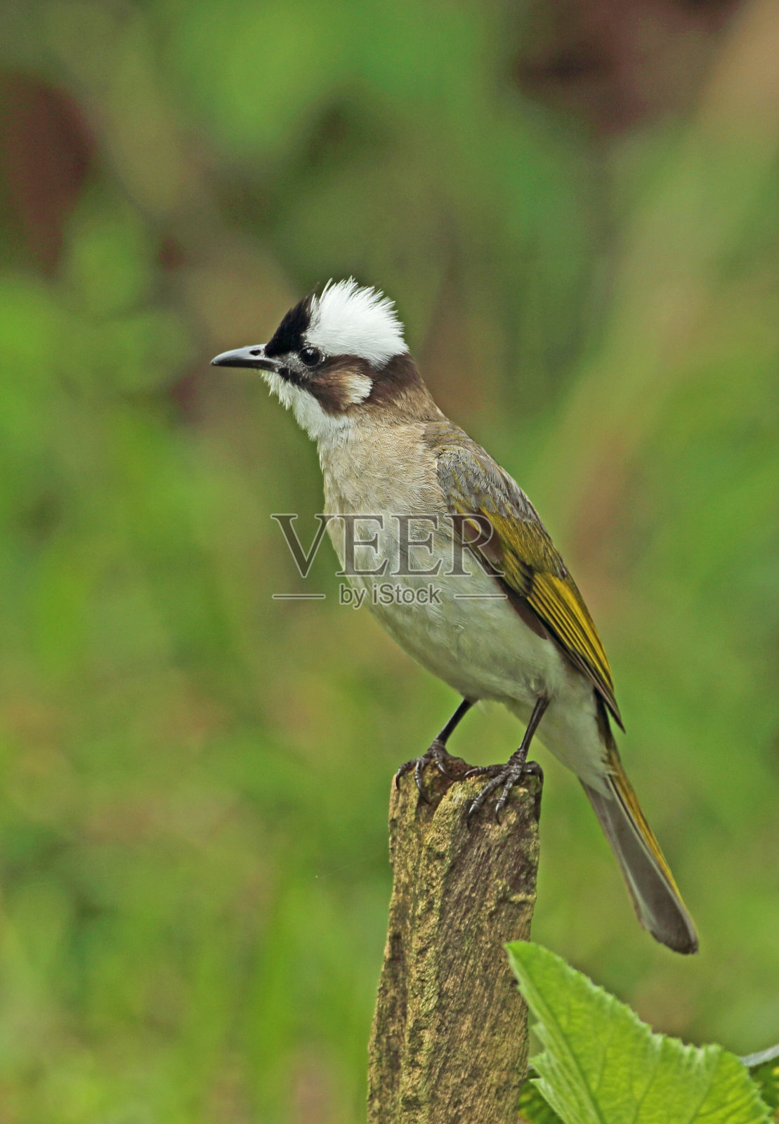 白头翁照片摄影图片