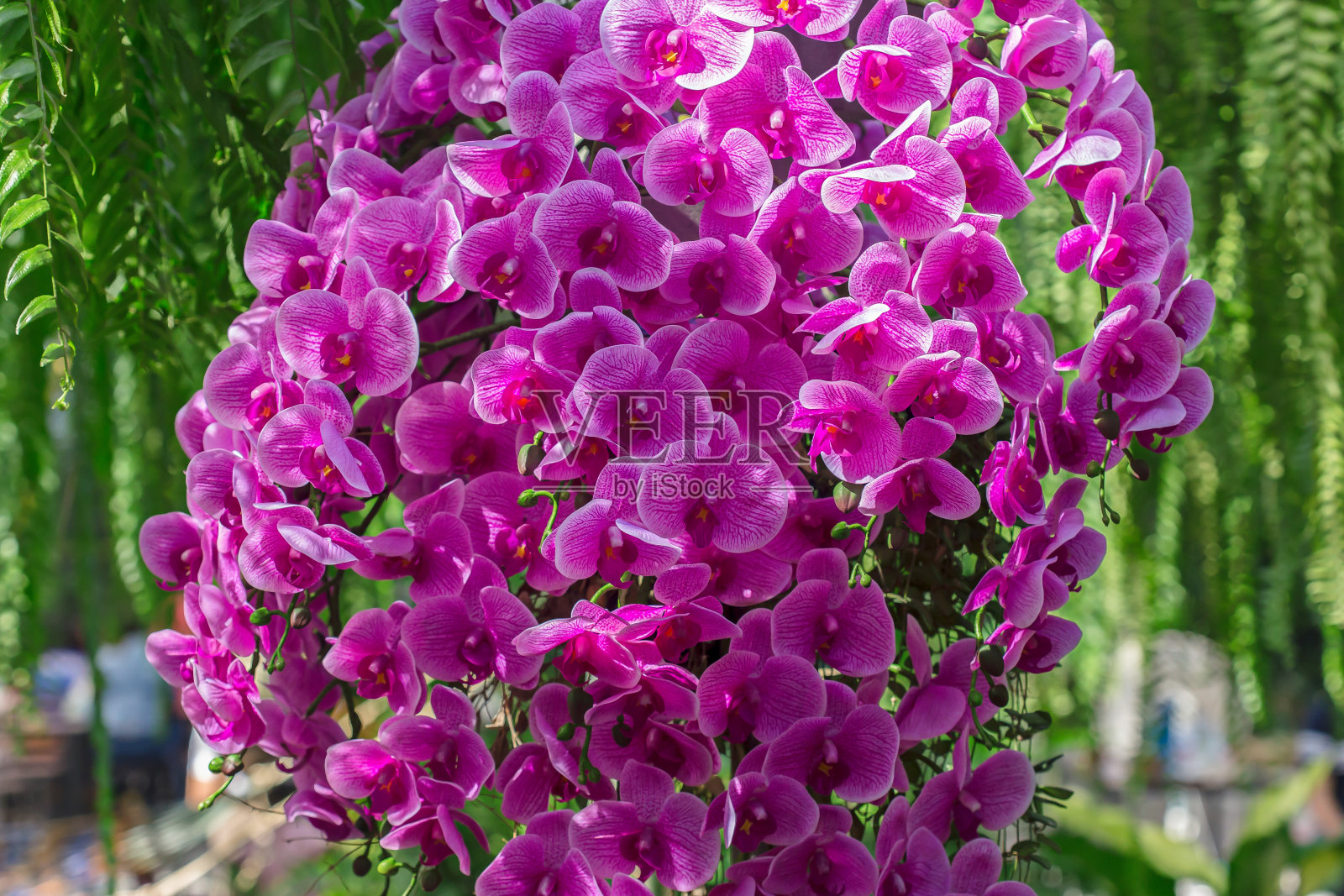 泰国，农田，背景，美，自然之美照片摄影图片