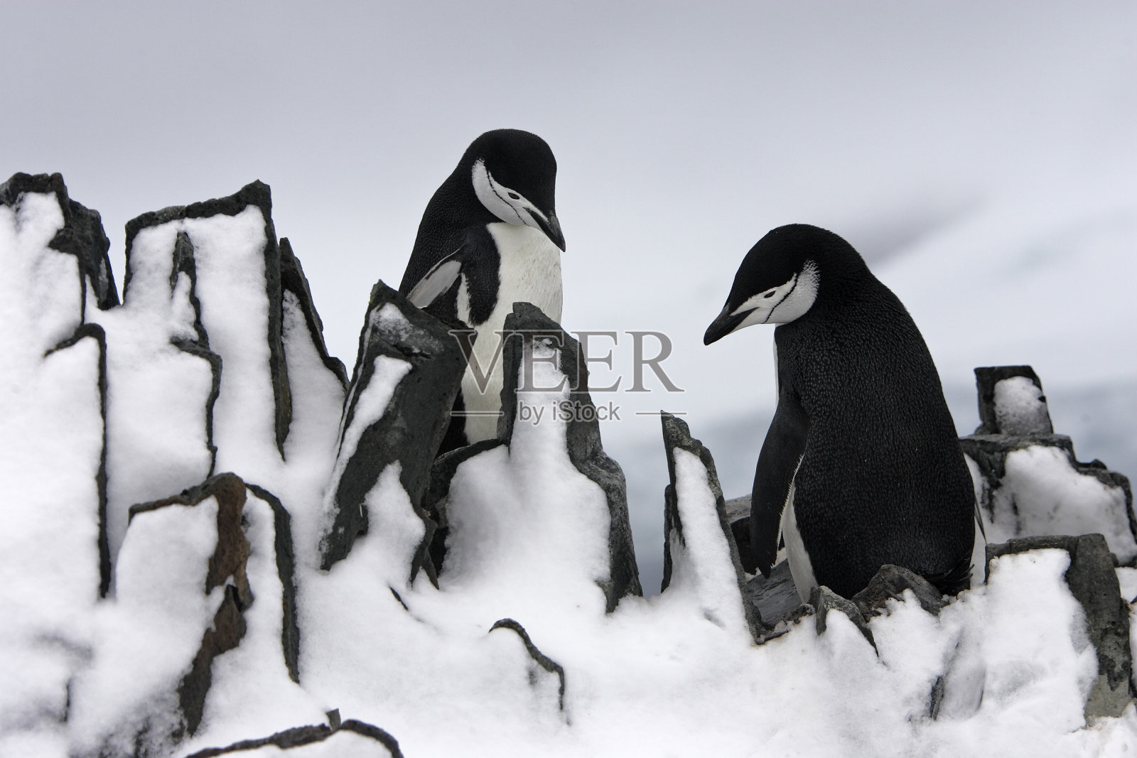 帽带企鹅照片摄影图片