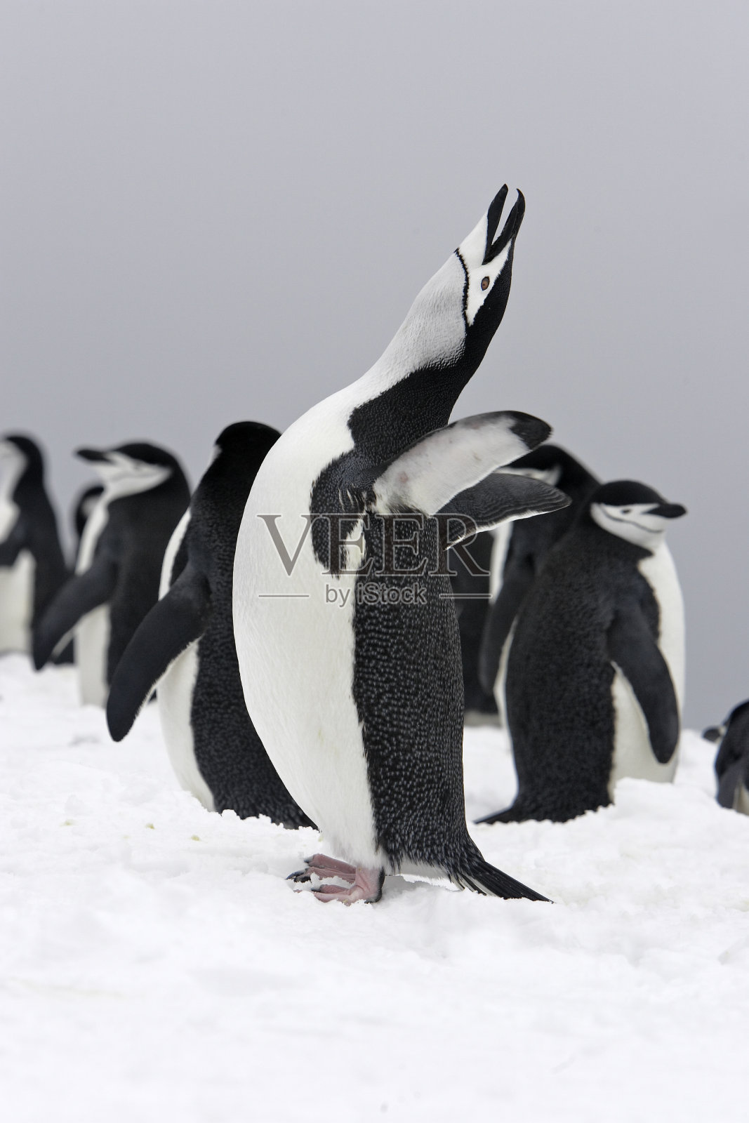 帽带企鹅照片摄影图片