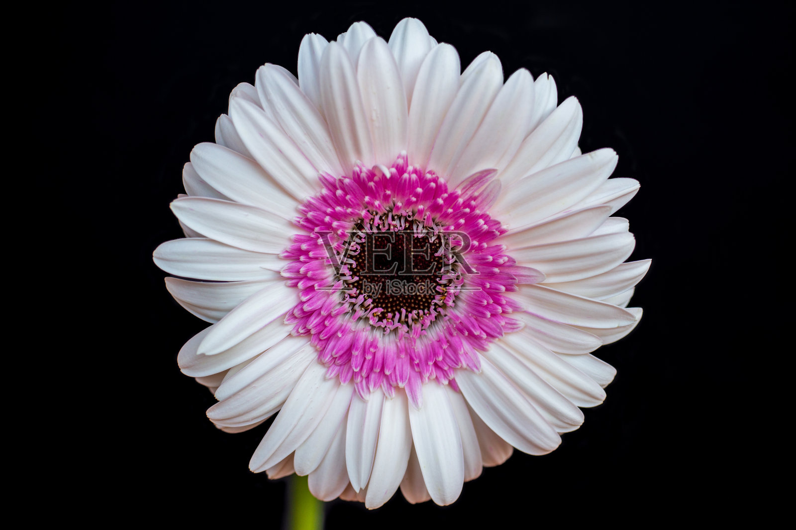 在黑色背景上的非洲菊的肖像照片摄影图片