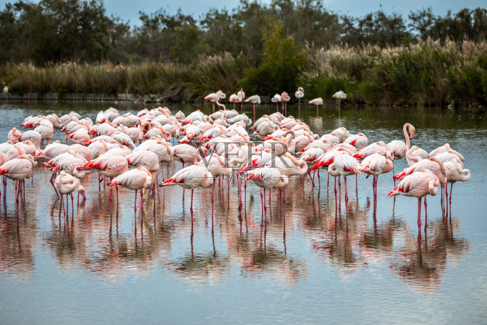 一群粉红色的火烈鸟，法国照片摄影图片