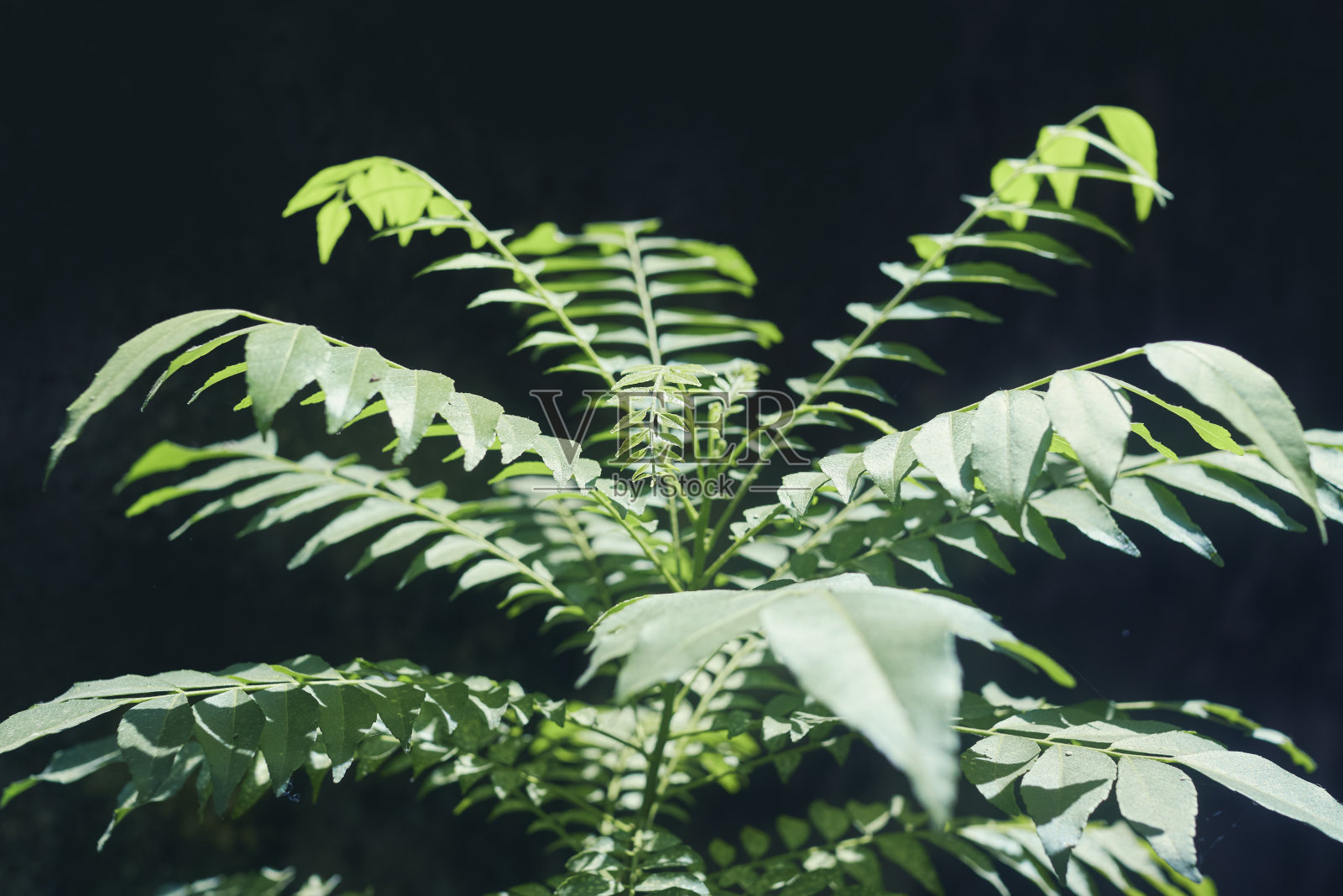 生的绿咖喱树特写，一种用于印度美食的芳香植物照片摄影图片
