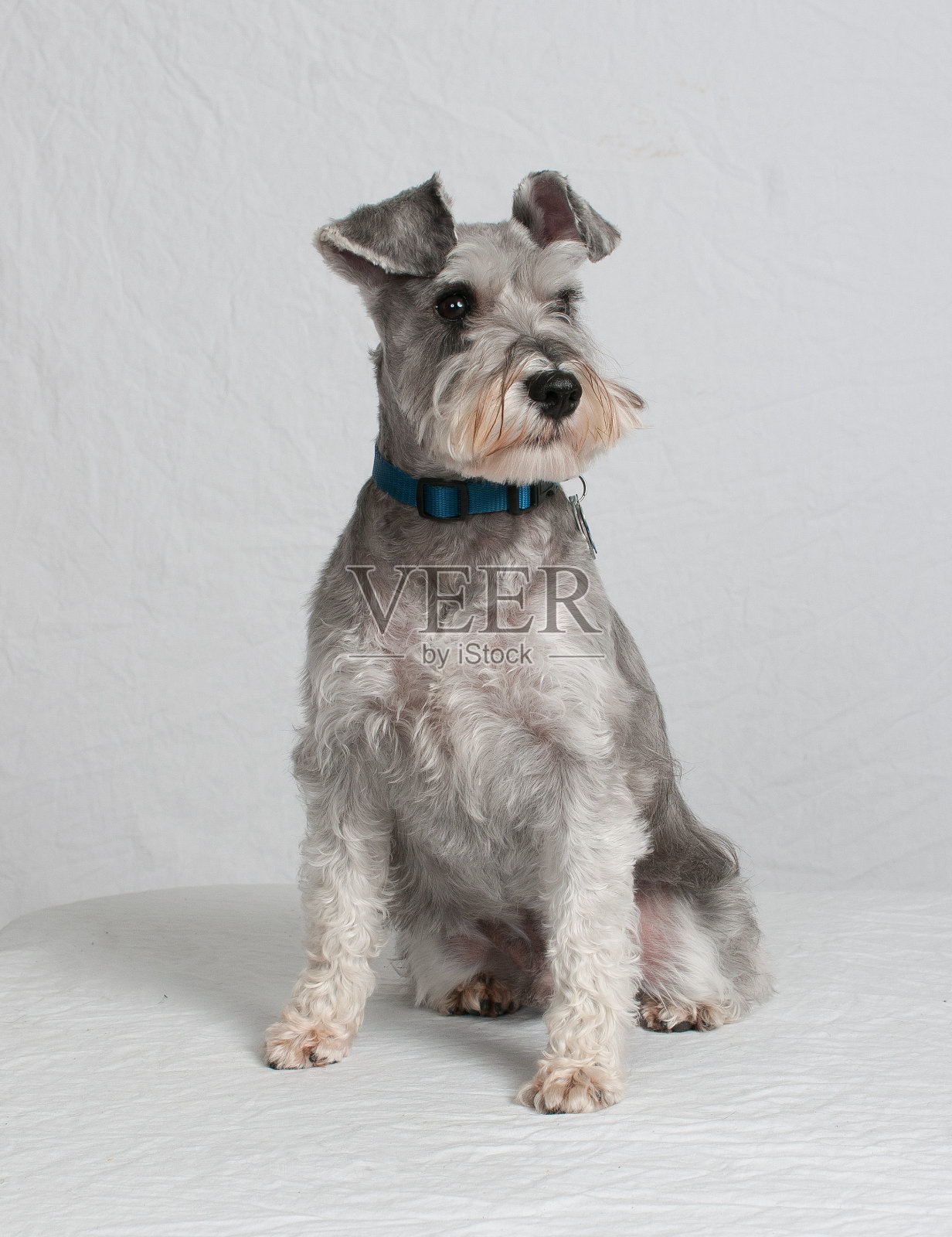 雪纳瑞坐在白色的背景照片摄影图片