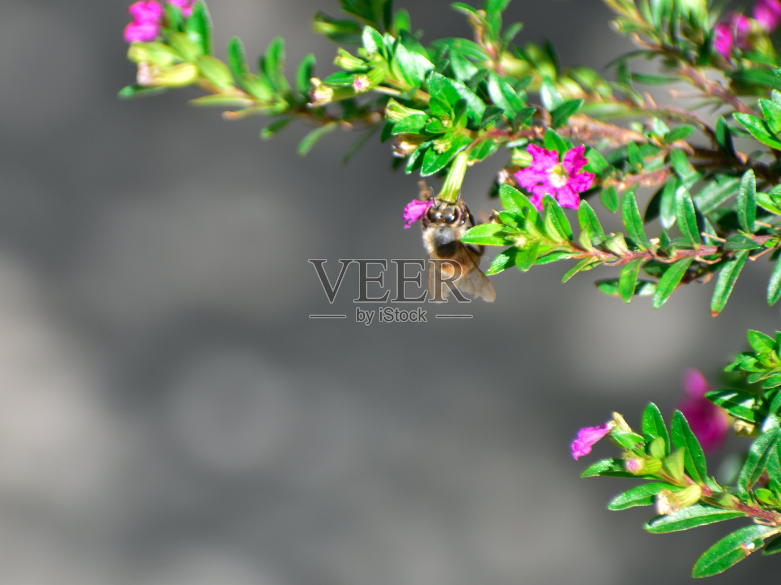 蜜蜂照片摄影图片
