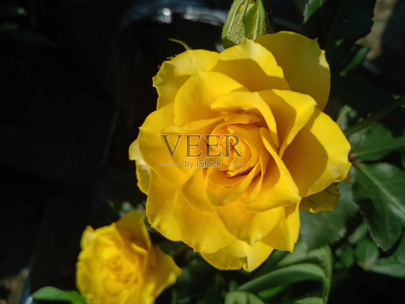 黄玫瑰照片摄影图片