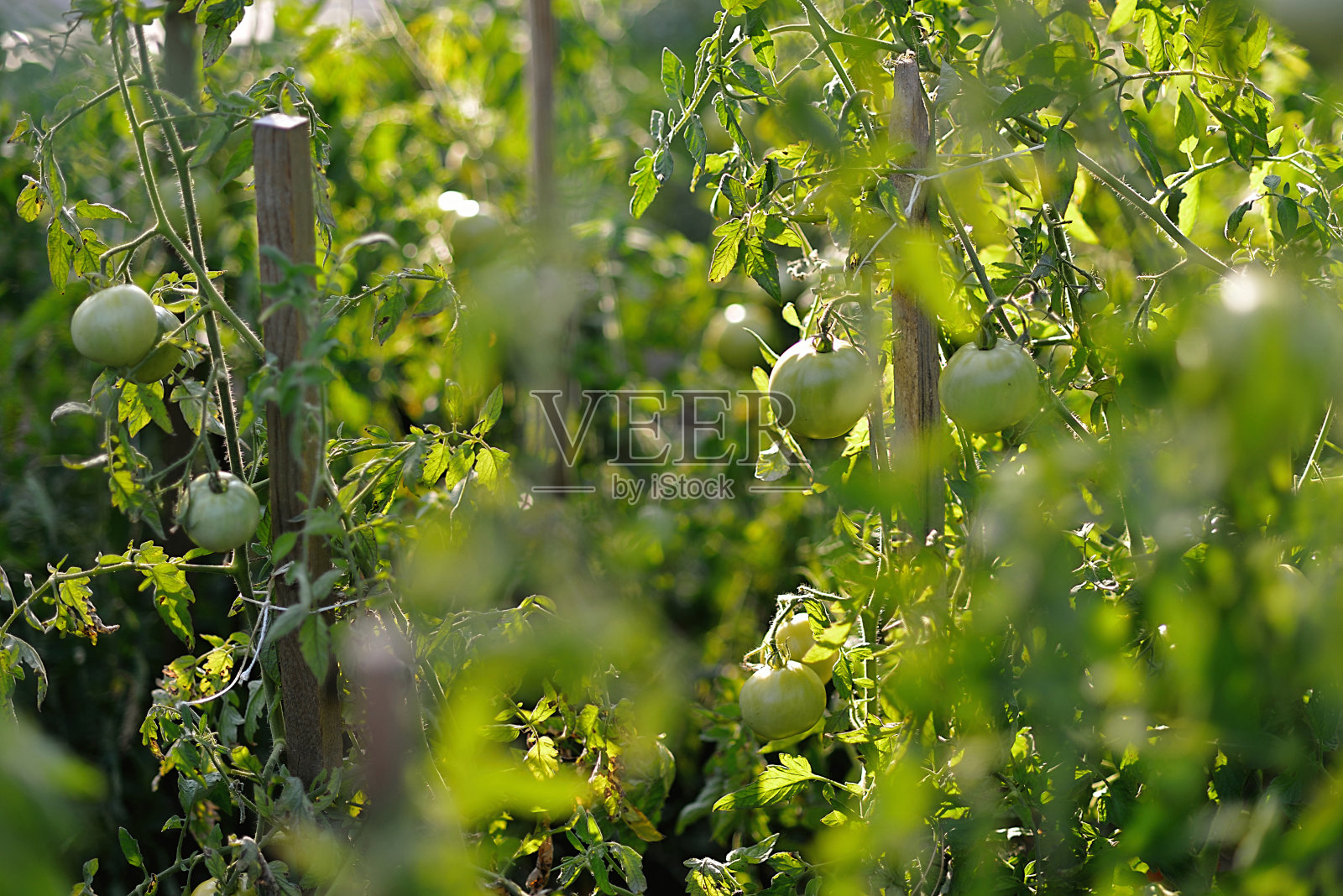 从有机花园种植的西红柿照片摄影图片
