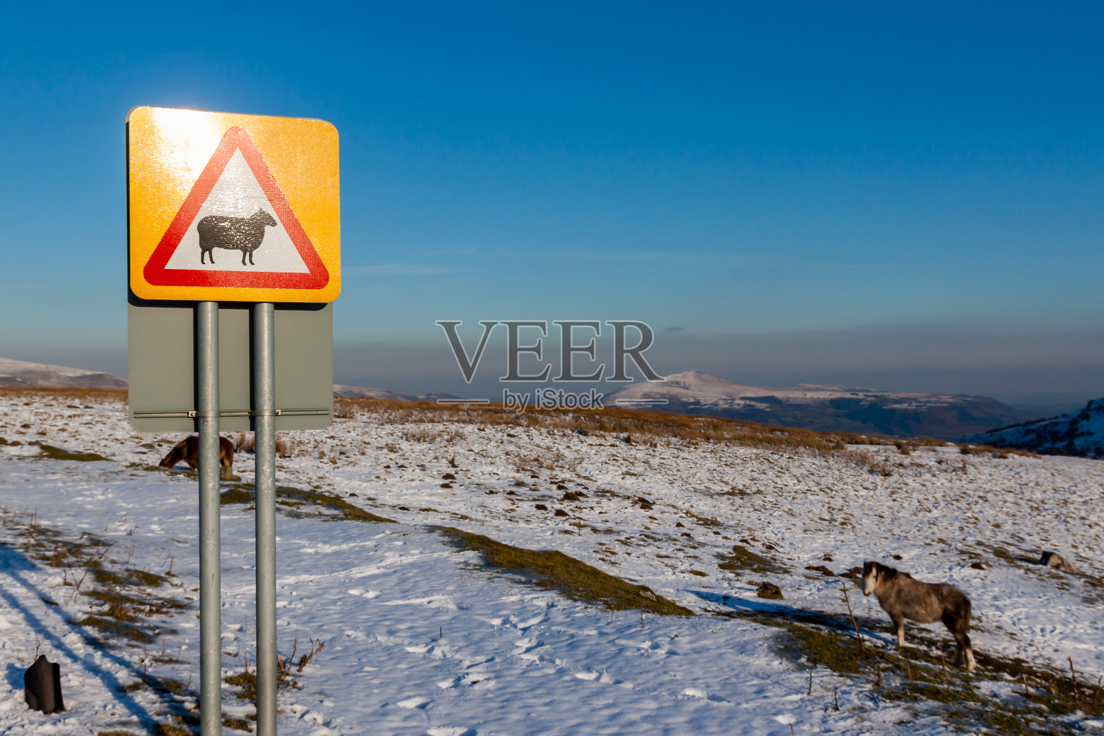 雪地里的野生小马旁边有一个警告野生动物的路标照片摄影图片