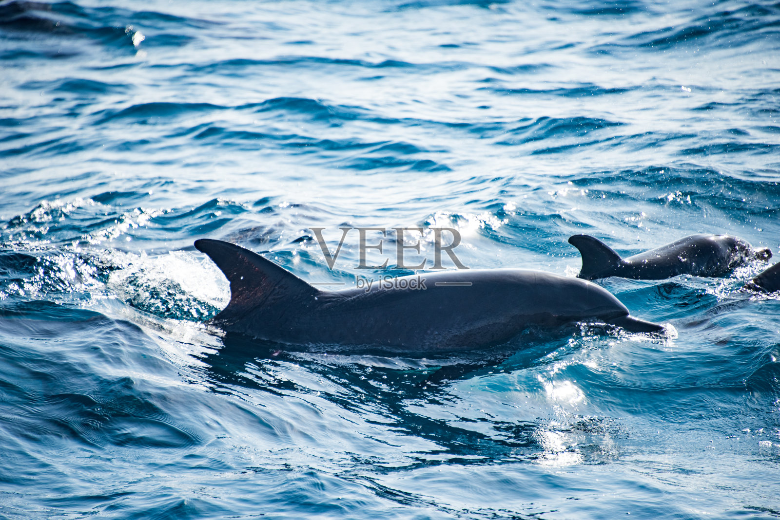 海豚照片摄影图片