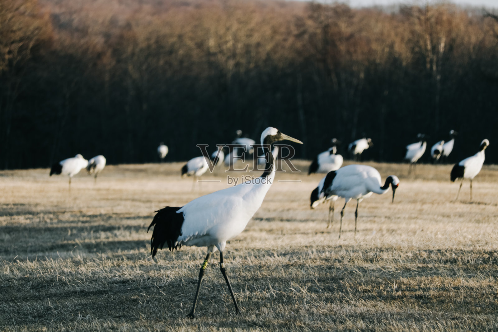 冬季来自北海道钏路的丹顶鹤。照片摄影图片