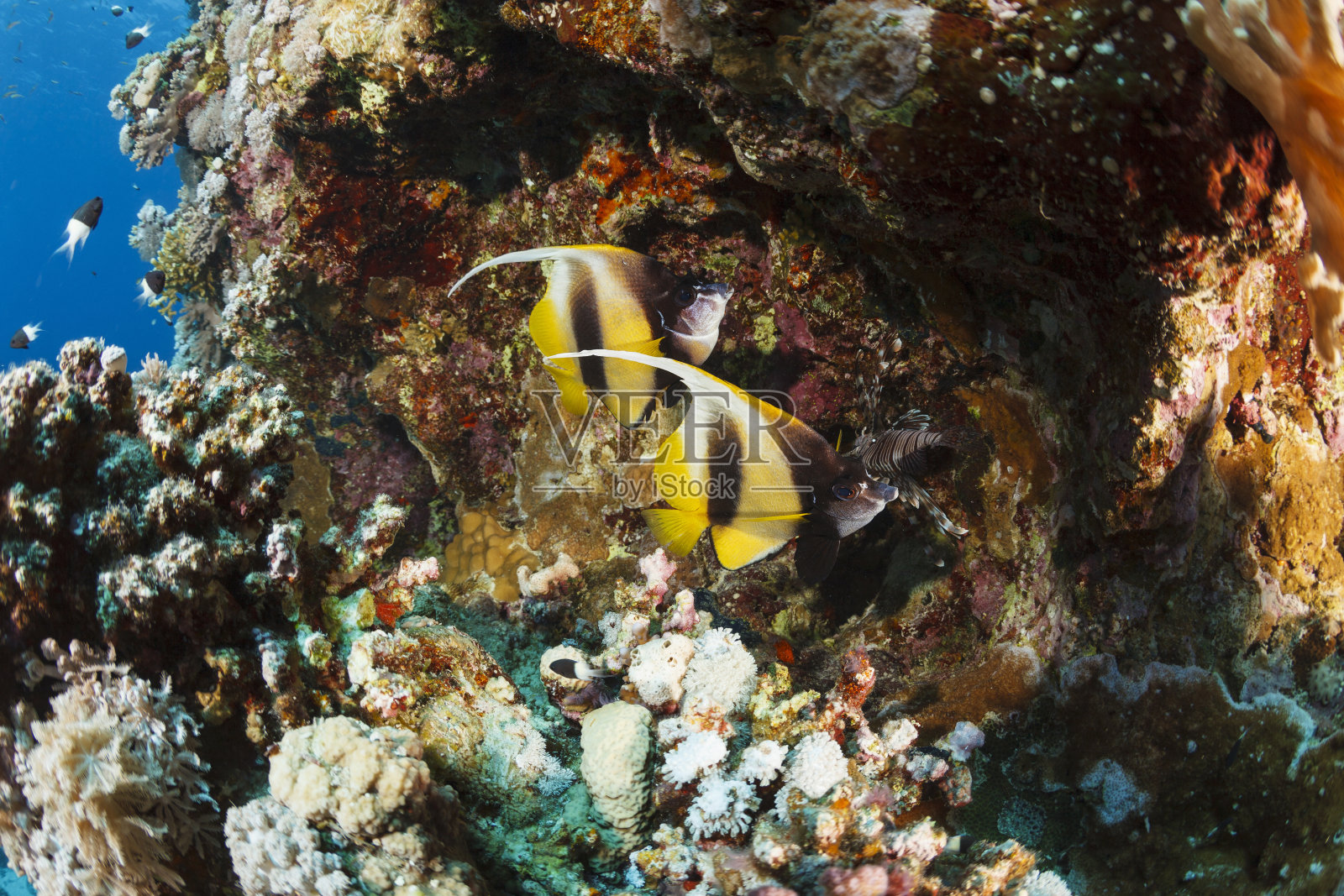 红海旗鱼、水下生物与珊瑚礁摄影作品照片摄影图片