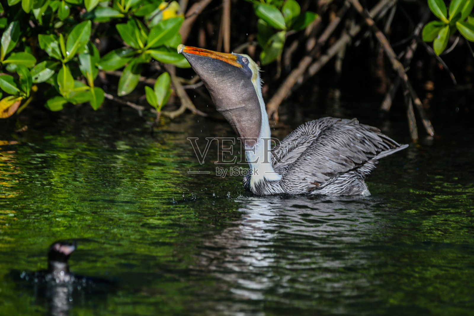 加拉帕戈斯群岛伊丽莎白湾岩石海岸上的鹈鹕照片摄影图片