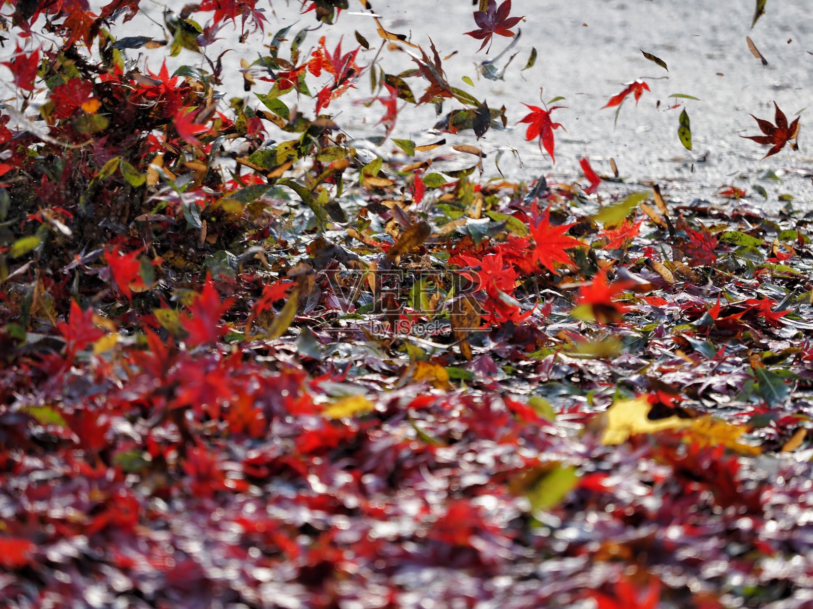 枫叶照片摄影图片