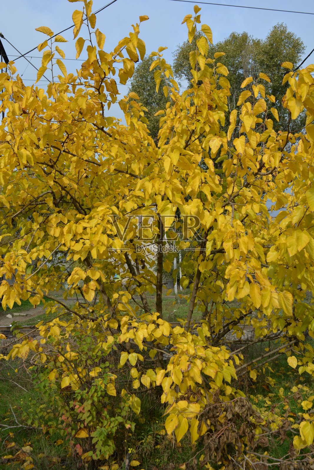 美丽的秋天风景与黄色的树木，大灌木，野草和乌克兰的自然。第聂伯罗市的新鲜空气和乌克兰的秋天给人难以形容的印象。照片摄影图片
