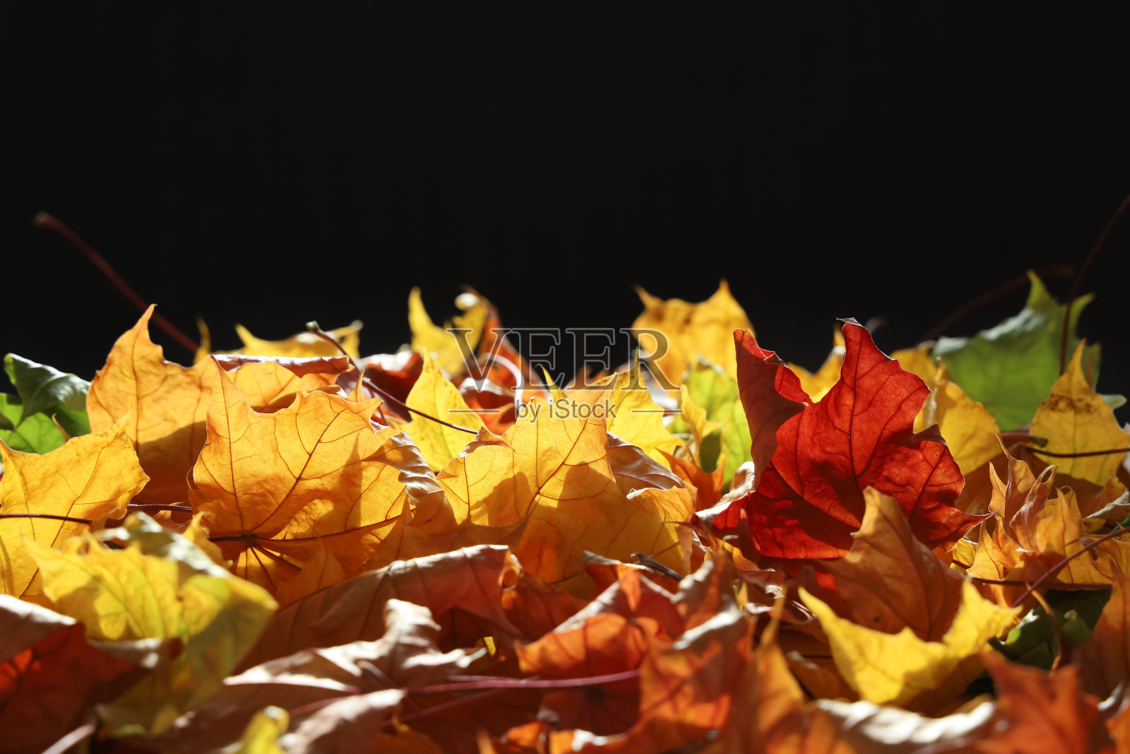 明亮干燥的枫叶与选择性焦点在阳光下，在前面的黑色背景照片摄影图片