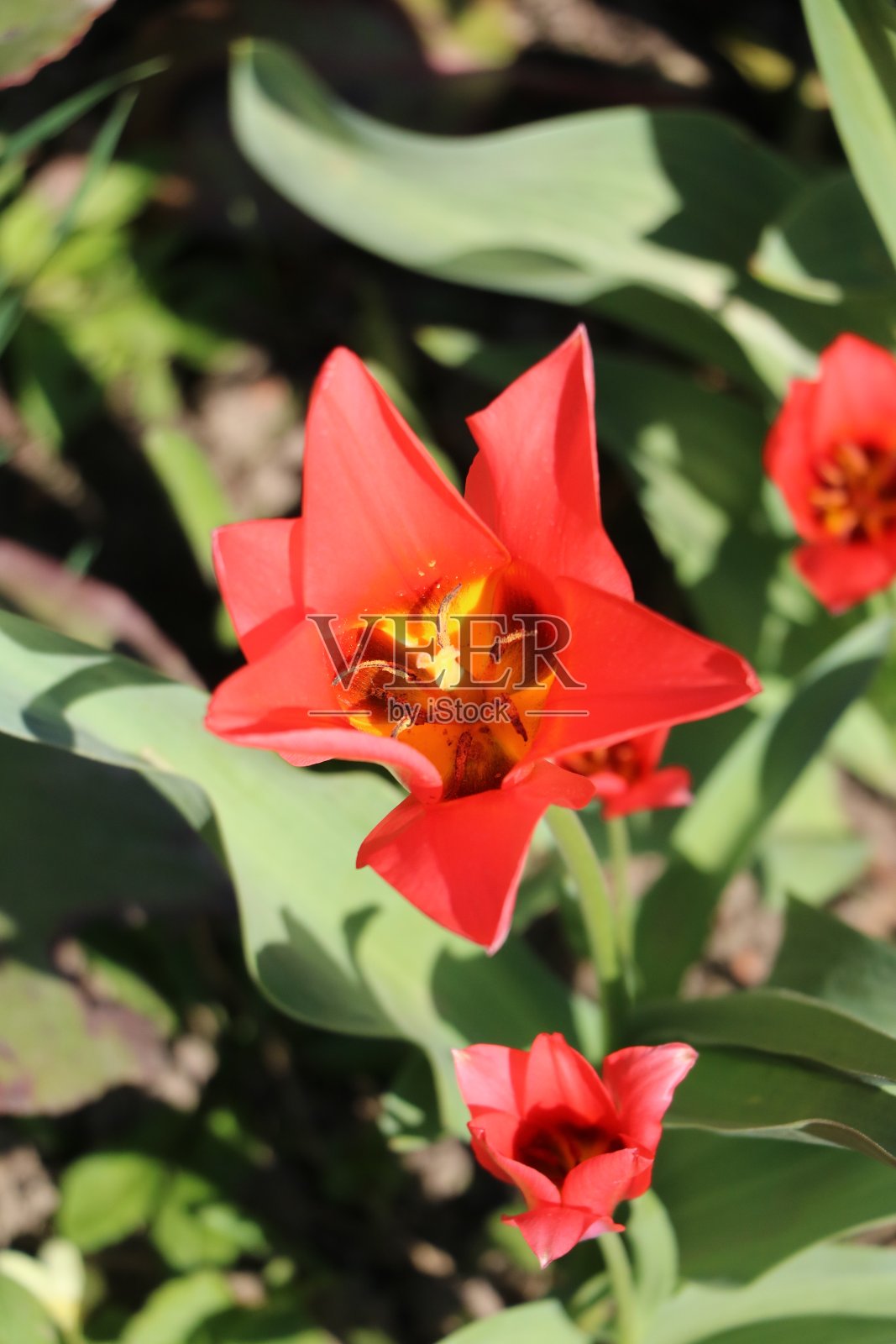 德国春天的红色郁金香照片摄影图片