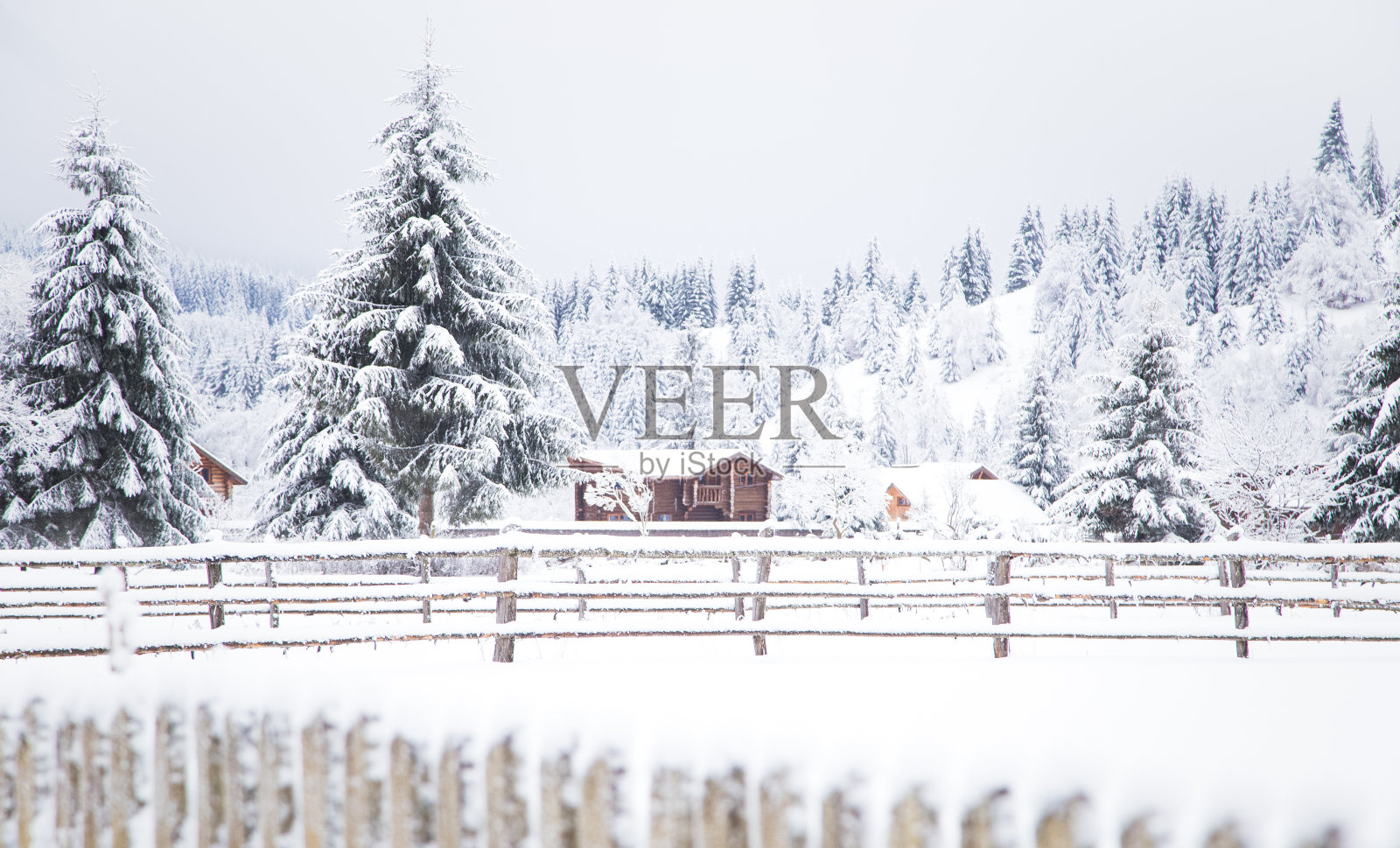 冬季仙境雪杉树森林照片摄影图片