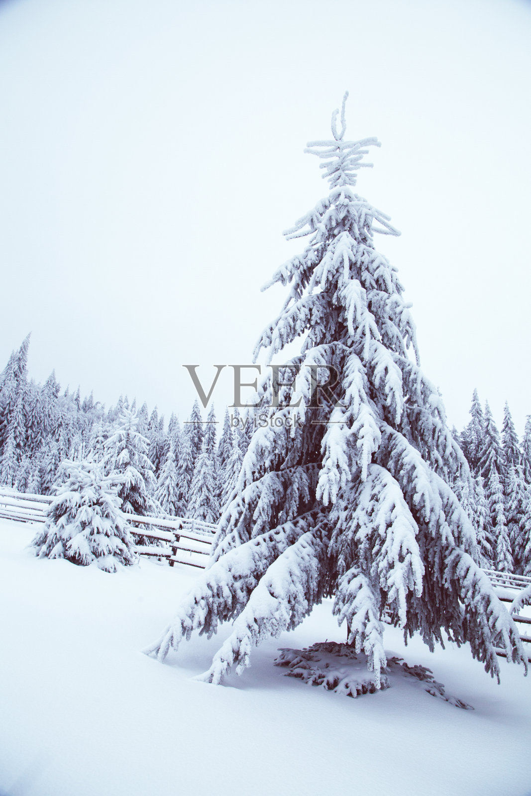 冬季仙境雪在冷杉树森林照片摄影图片