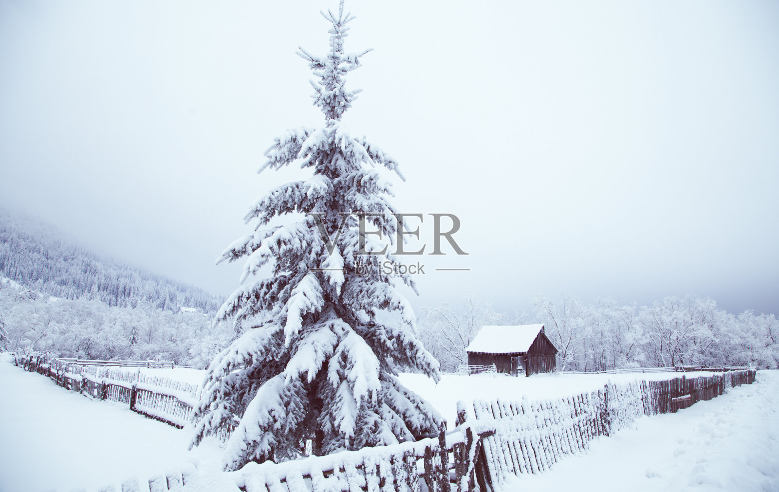 冬季仙境雪在冷杉树森林照片摄影图片