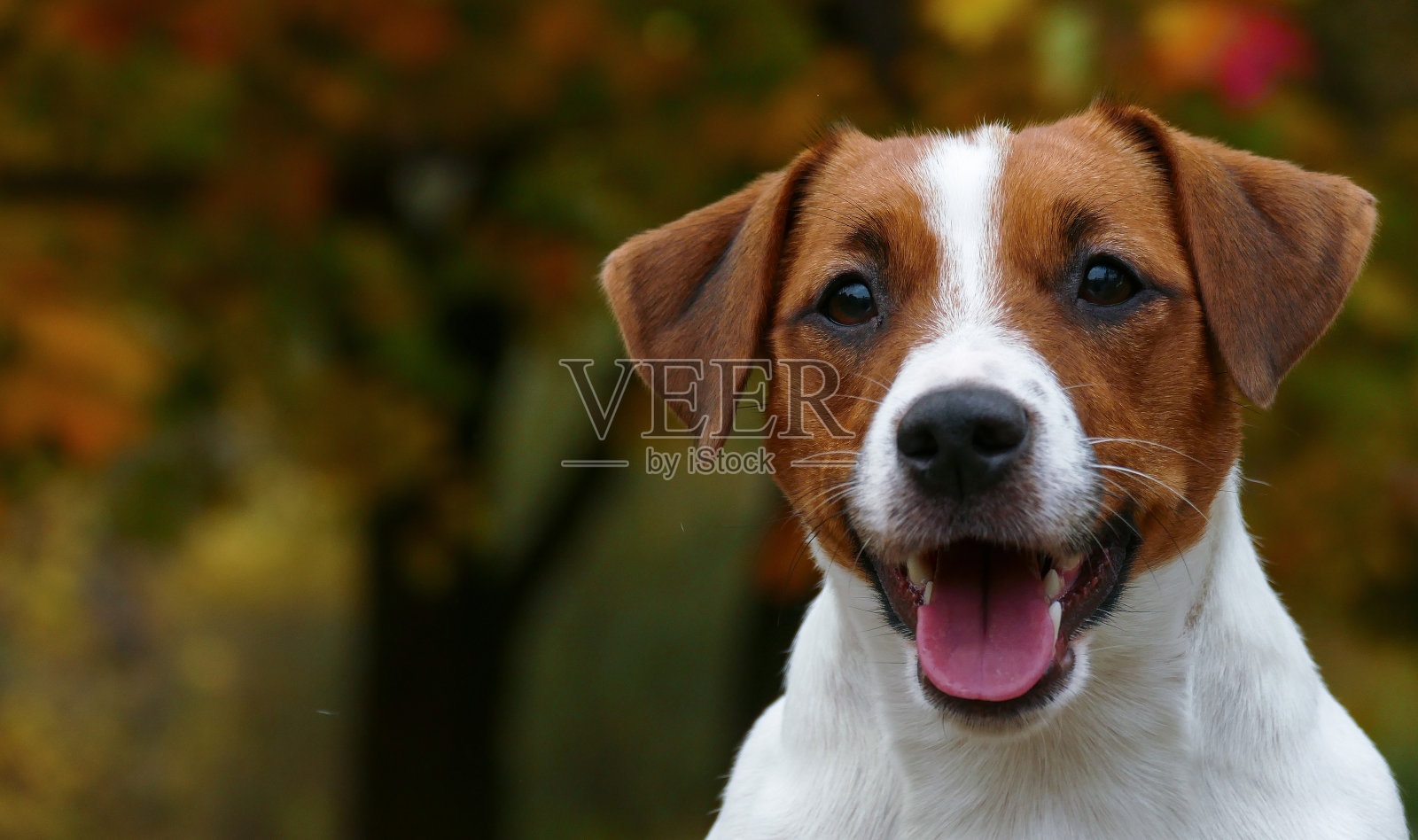 美丽的小猎犬在公园户外照片摄影图片