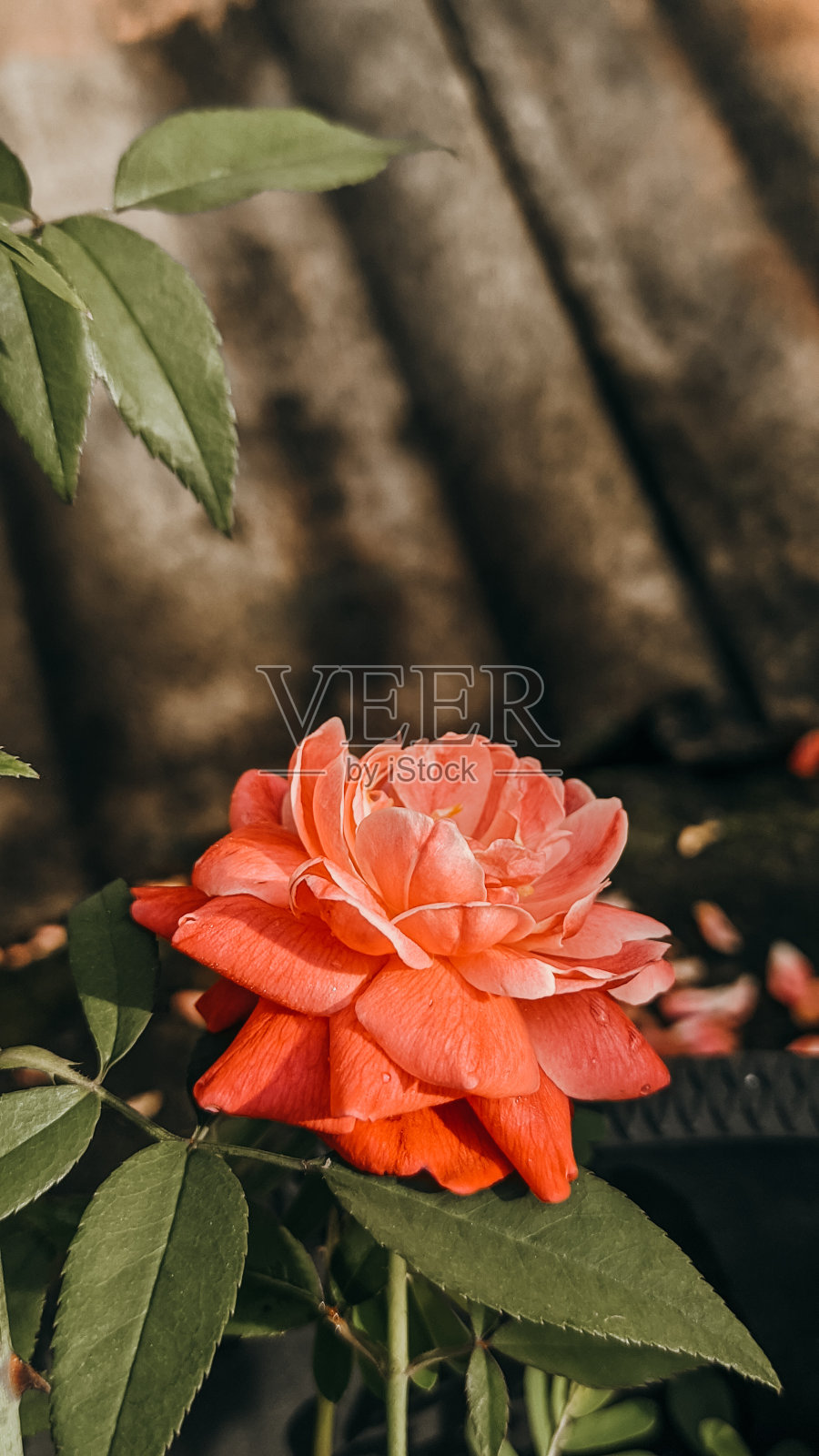 美丽的花在早晨照片摄影图片