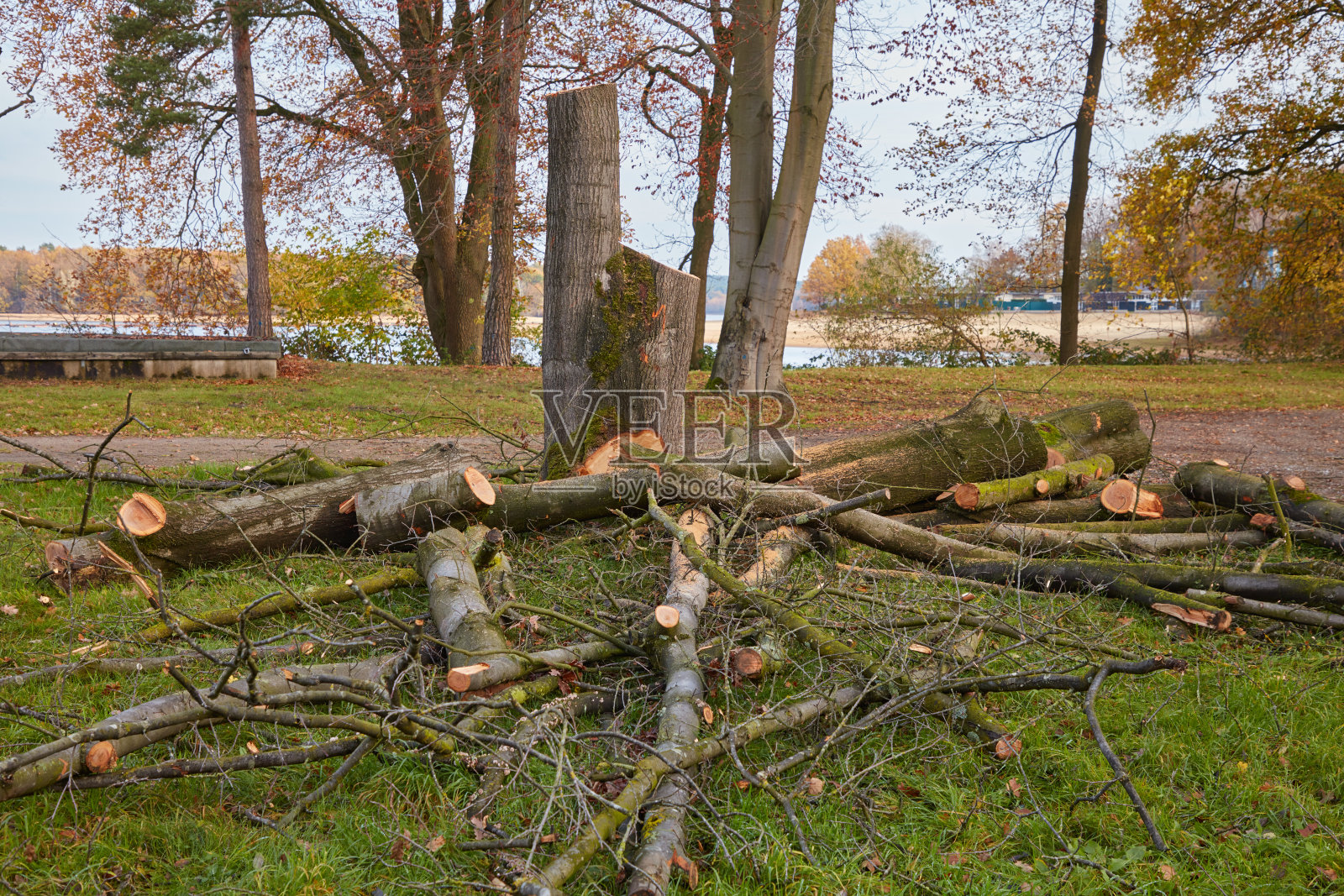 树桩照片摄影图片
