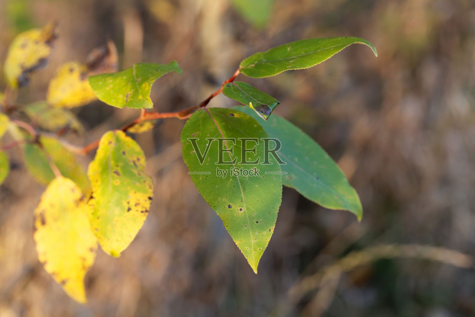 一种黑色棉白杨的叶子，毛叶杨照片摄影图片