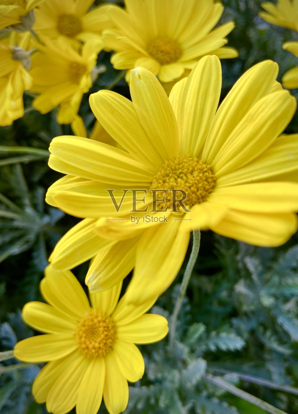 近距离拍摄的黄色花在一个花园照片摄影图片